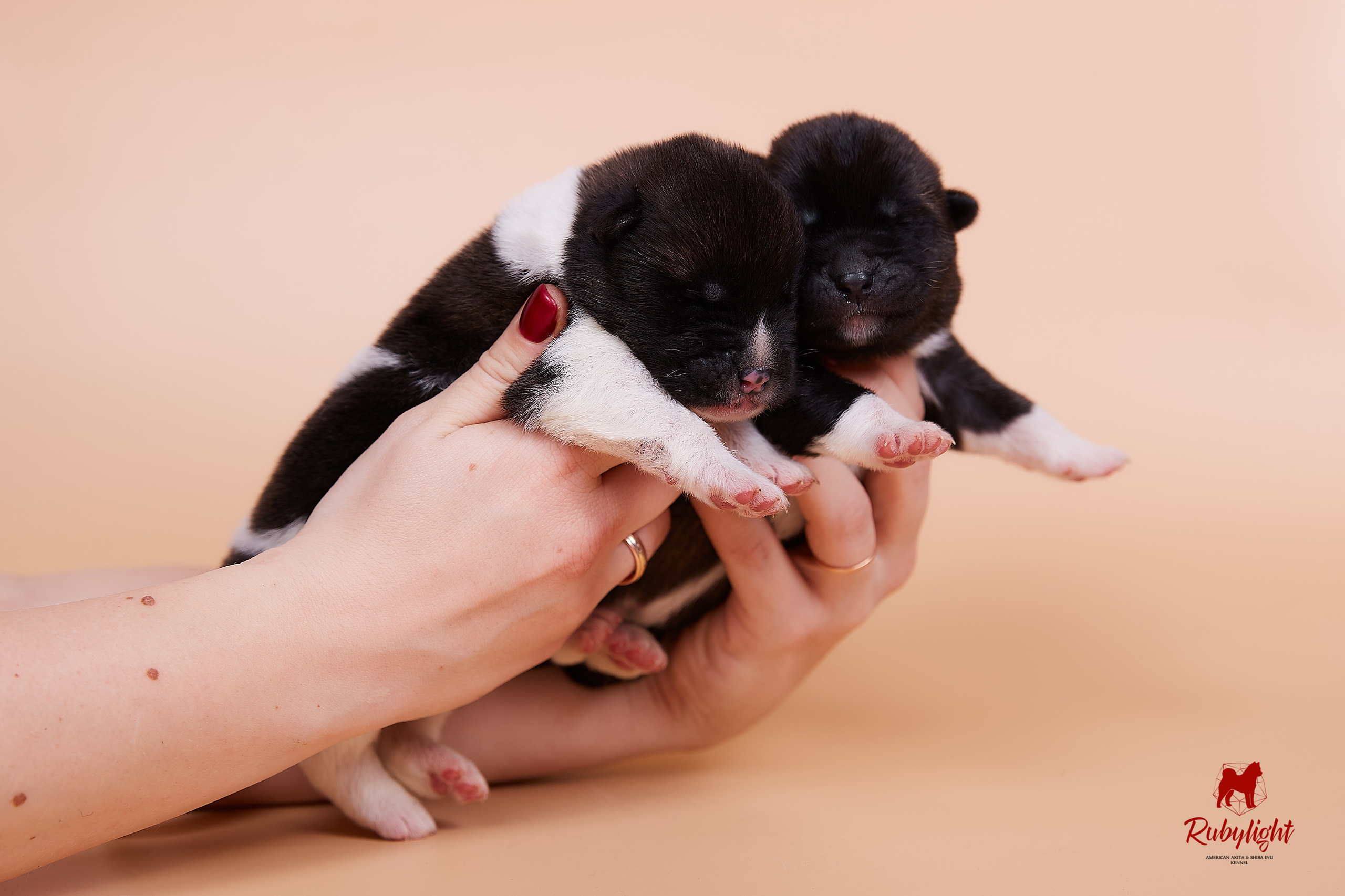 Щенки американской акиты в Санкт-Петербурге, Питомник Рубилайт Rubylight kennel 
Отец: IMAGINE DRAGON (Ruthdales Makin A Statement & Dancing Queen) 
Мать: INFINIT HAPPY (Restyl-ing Paradise Sander & Airish Cream)  