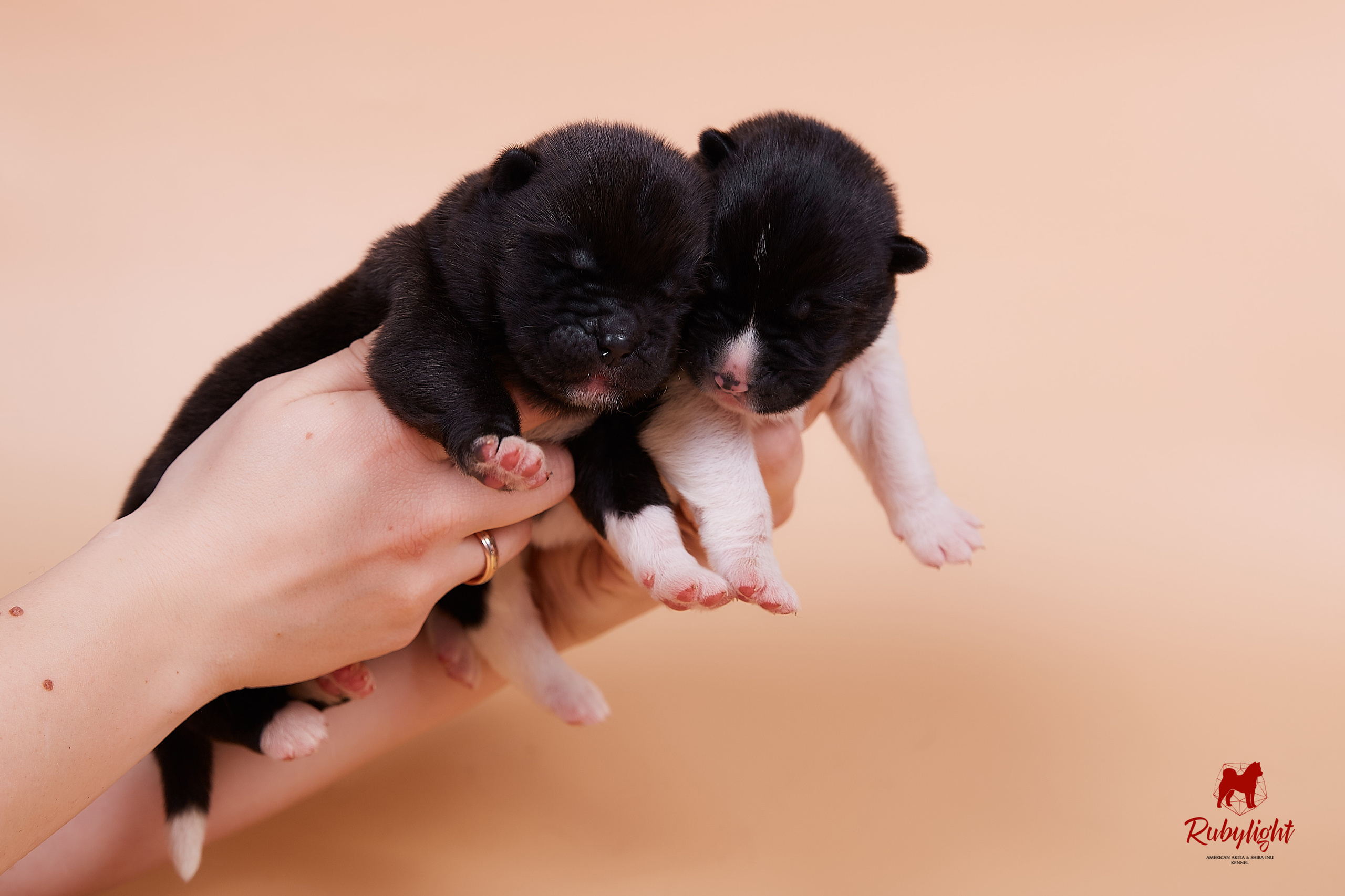 Щенки американской акиты в Санкт-Петербурге, Питомник Рубилайт Rubylight kennel 
Отец: IMAGINE DRAGON (Ruthdales Makin A Statement & Dancing Queen) 
Мать: INFINIT HAPPY (Restyl-ing Paradise Sander & Airish Cream)  