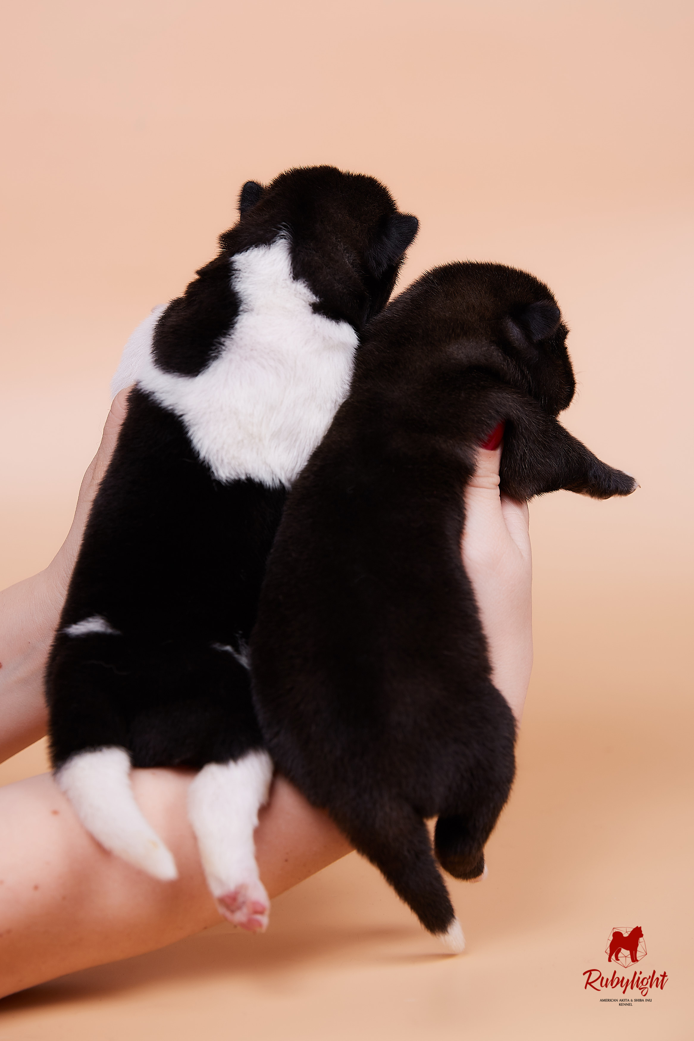 Щенки американской акиты в Санкт-Петербурге, Питомник Рубилайт Rubylight kennel 
Отец: IMAGINE DRAGON (Ruthdales Makin A Statement & Dancing Queen) 
Мать: INFINIT HAPPY (Restyl-ing Paradise Sander & Airish Cream)  