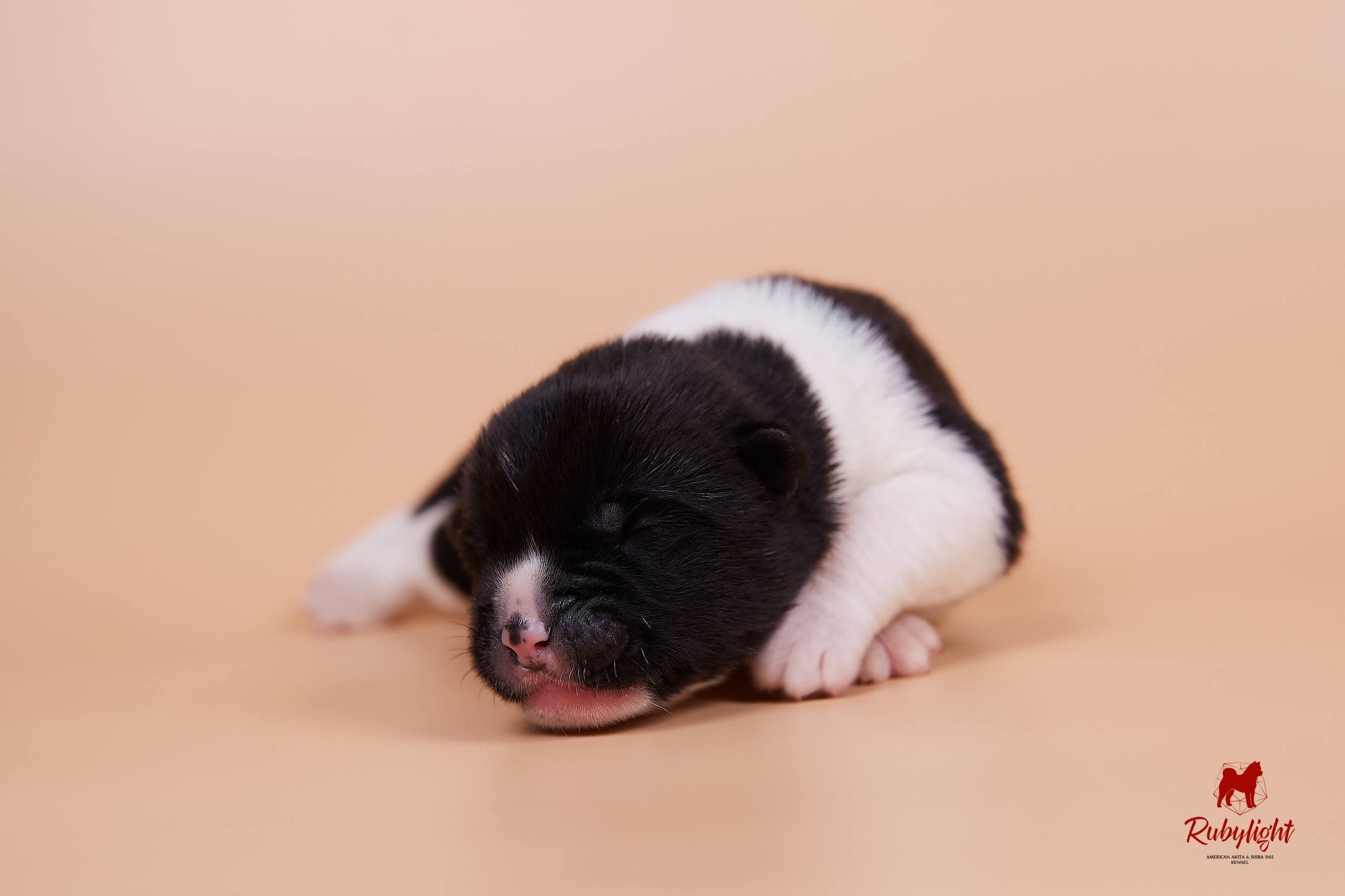 Щенки американской акиты в Санкт-Петербурге, Питомник Рубилайт Rubylight kennel 
Отец: IMAGINE DRAGON (Ruthdales Makin A Statement & Dancing Queen) 
Мать: INFINIT HAPPY (Restyl-ing Paradise Sander & Airish Cream)  