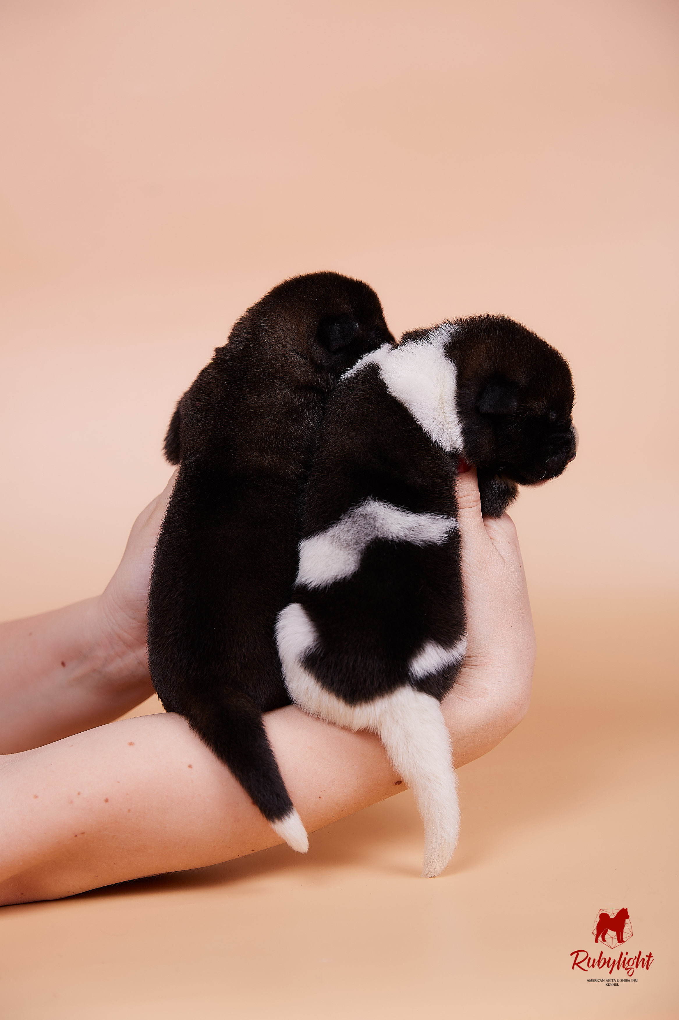 Щенки американской акиты в Санкт-Петербурге, Питомник Рубилайт Rubylight kennel 
Отец: IMAGINE DRAGON (Ruthdales Makin A Statement & Dancing Queen) 
Мать: INFINIT HAPPY (Restyl-ing Paradise Sander & Airish Cream)  