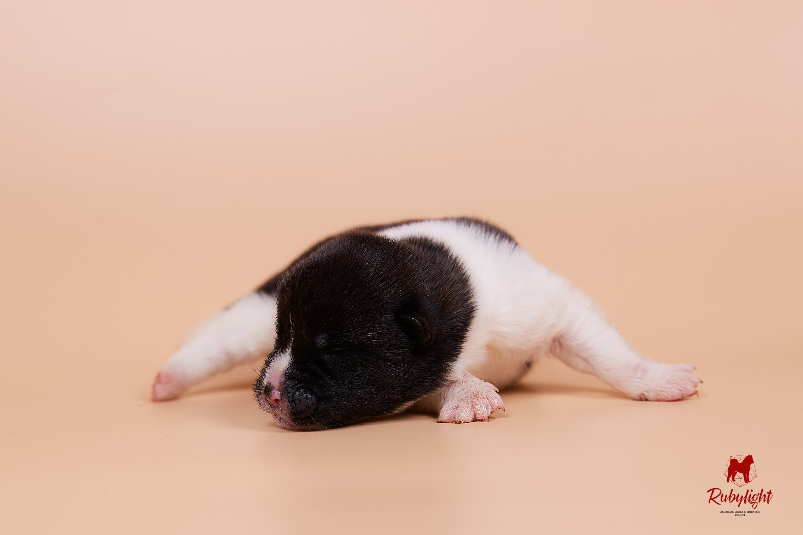 Щенки американской акиты в Санкт-Петербурге, Питомник Рубилайт Rubylight kennel 
Отец: IMAGINE DRAGON (Ruthdales Makin A Statement & Dancing Queen) 
Мать: INFINIT HAPPY (Restyl-ing Paradise Sander & Airish Cream)  