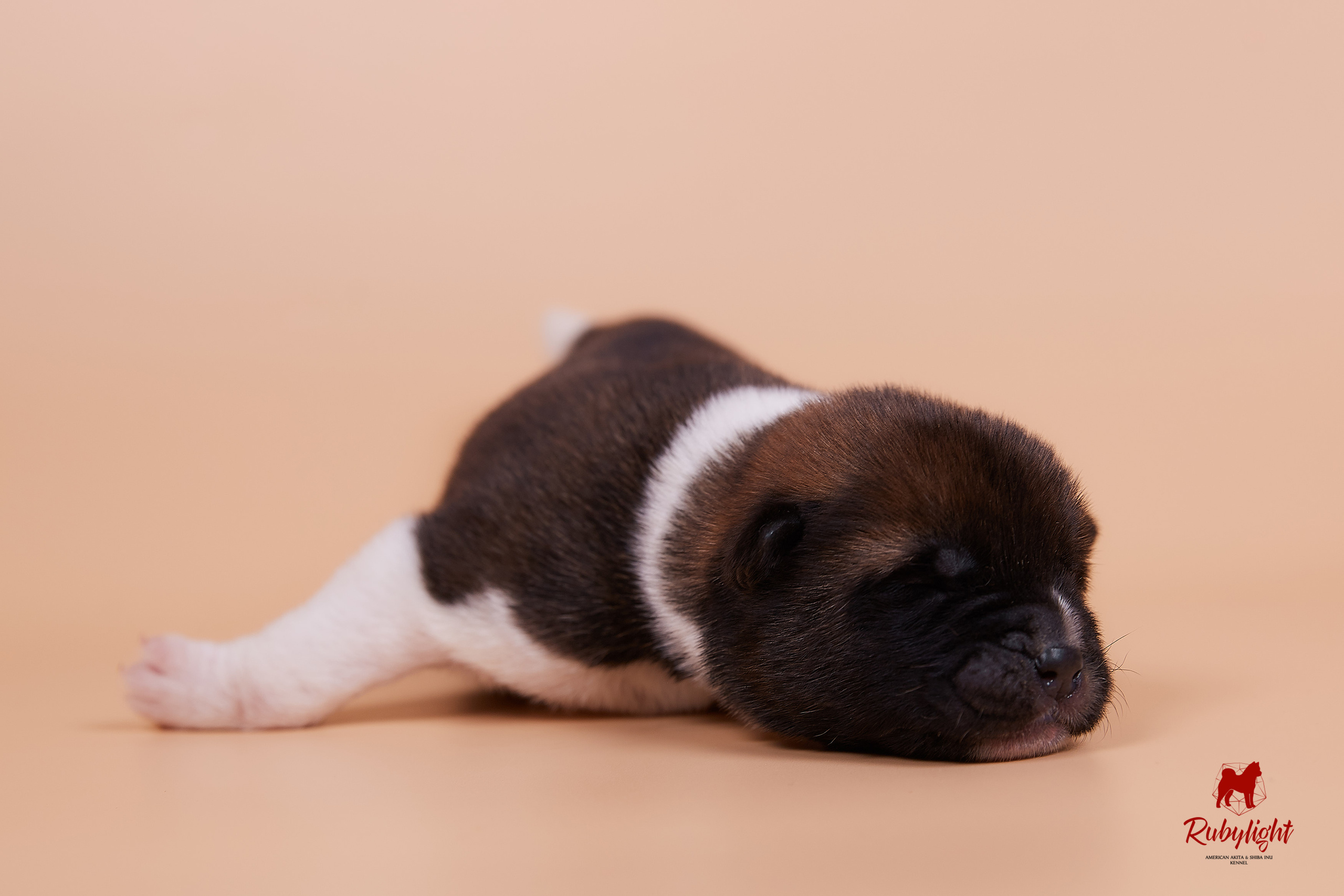 Щенки американской акиты в Санкт-Петербурге, Питомник Рубилайт Rubylight kennel 
Отец: IMAGINE DRAGON (Ruthdales Makin A Statement & Dancing Queen) 
Мать: INFINIT HAPPY (Restyl-ing Paradise Sander & Airish Cream)  