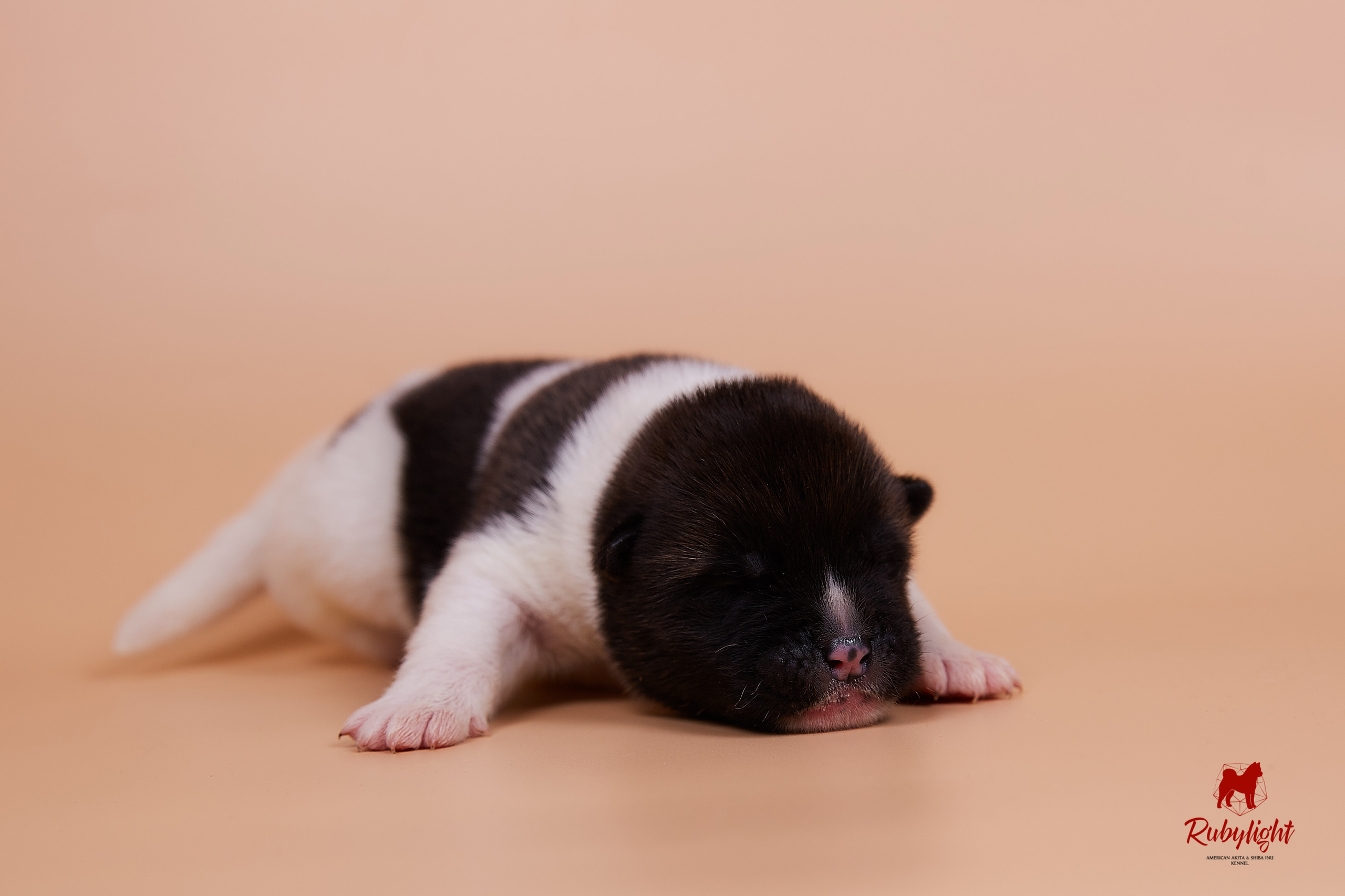 Щенки американской акиты в Санкт-Петербурге, Питомник Рубилайт Rubylight kennel 
Отец: IMAGINE DRAGON (Ruthdales Makin A Statement & Dancing Queen) 
Мать: INFINIT HAPPY (Restyl-ing Paradise Sander & Airish Cream)  