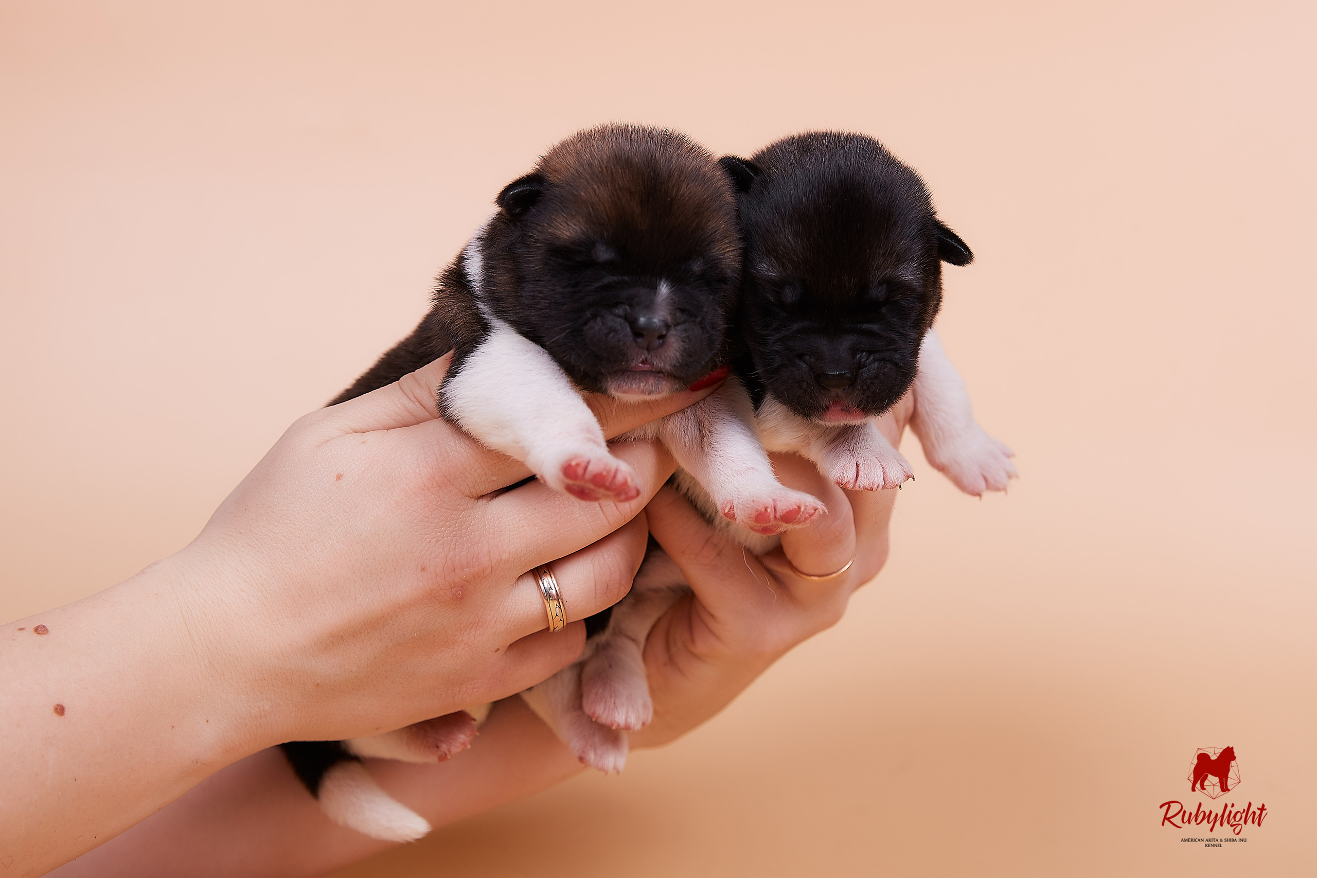 Щенки американской акиты в Санкт-Петербурге, Питомник Рубилайт Rubylight kennel 
Отец: IMAGINE DRAGON (Ruthdales Makin A Statement & Dancing Queen) 
Мать: INFINIT HAPPY (Restyl-ing Paradise Sander & Airish Cream)  