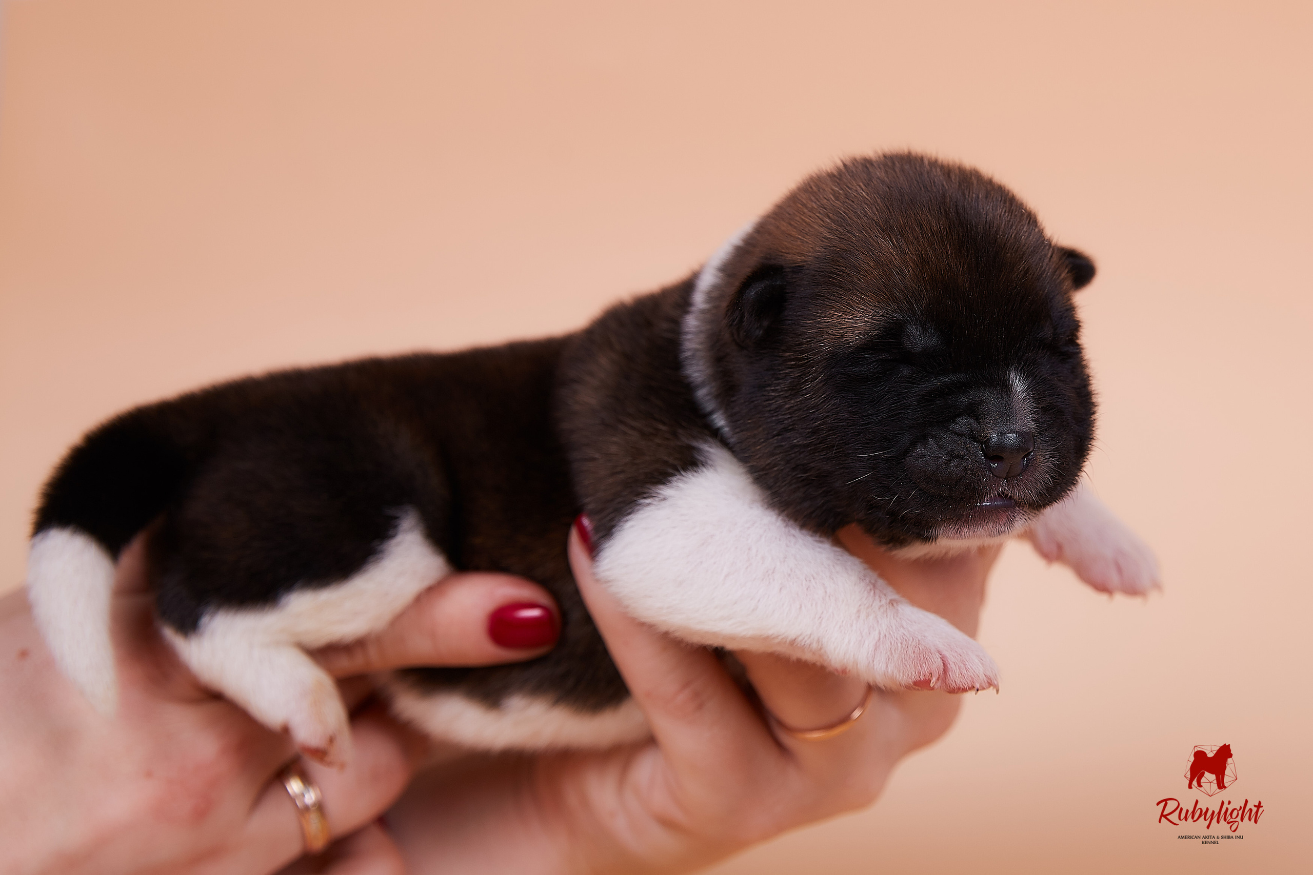 Щенки американской акиты в Санкт-Петербурге, Питомник Рубилайт Rubylight kennel 
Отец: IMAGINE DRAGON (Ruthdales Makin A Statement & Dancing Queen) 
Мать: INFINIT HAPPY (Restyl-ing Paradise Sander & Airish Cream)  