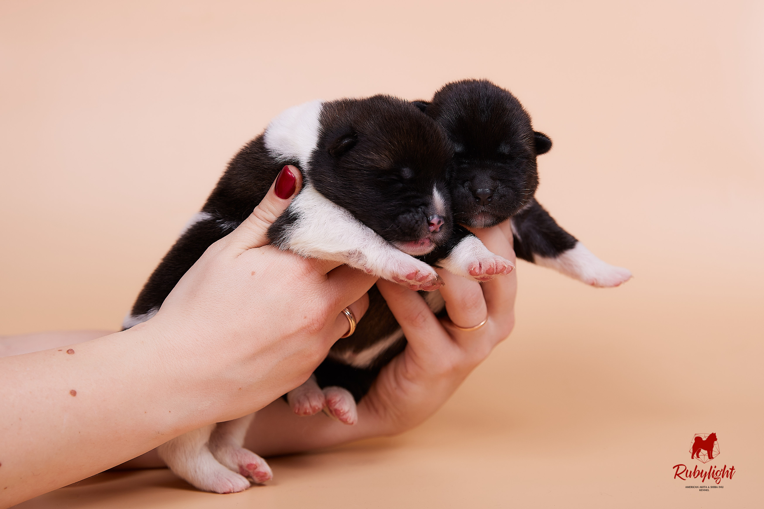 Щенки американской акиты в Санкт-Петербурге, Питомник Рубилайт Rubylight kennel 
Отец: IMAGINE DRAGON (Ruthdales Makin A Statement & Dancing Queen) 
Мать: INFINIT HAPPY (Restyl-ing Paradise Sander & Airish Cream)  