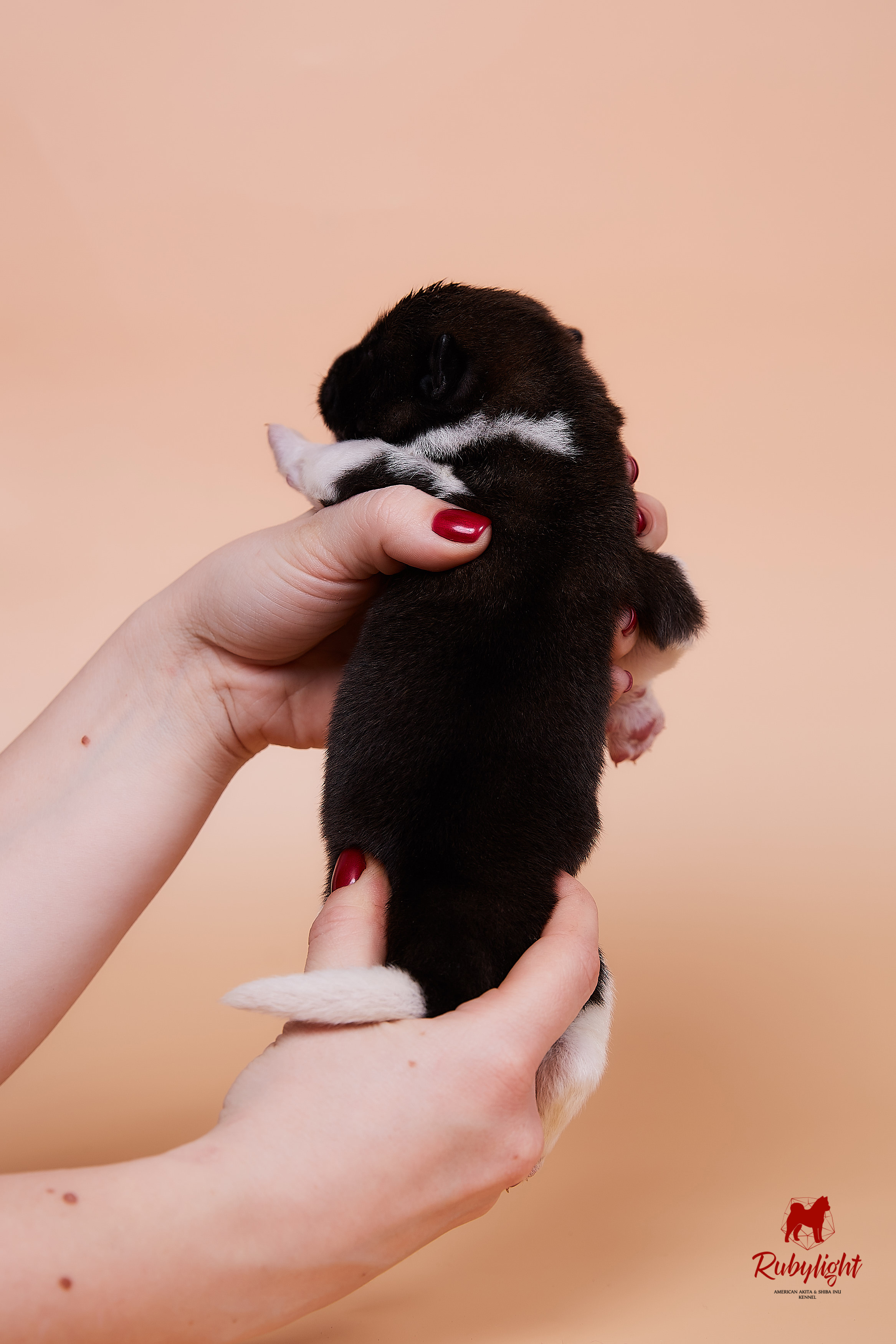 Щенки американской акиты в Санкт-Петербурге, Питомник Рубилайт Rubylight kennel 
Отец: IMAGINE DRAGON (Ruthdales Makin A Statement & Dancing Queen) 
Мать: INFINIT HAPPY (Restyl-ing Paradise Sander & Airish Cream)  