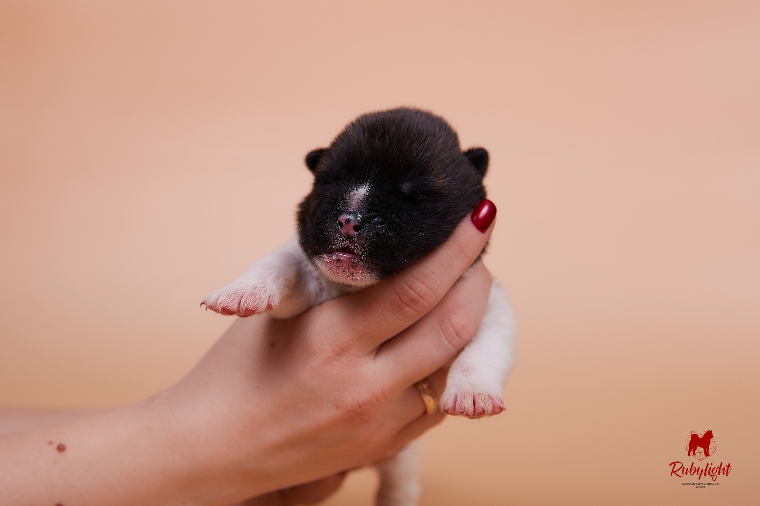 Щенки американской акиты в Санкт-Петербурге, Питомник Рубилайт Rubylight kennel 
Отец: IMAGINE DRAGON (Ruthdales Makin A Statement & Dancing Queen) 
Мать: INFINIT HAPPY (Restyl-ing Paradise Sander & Airish Cream)  