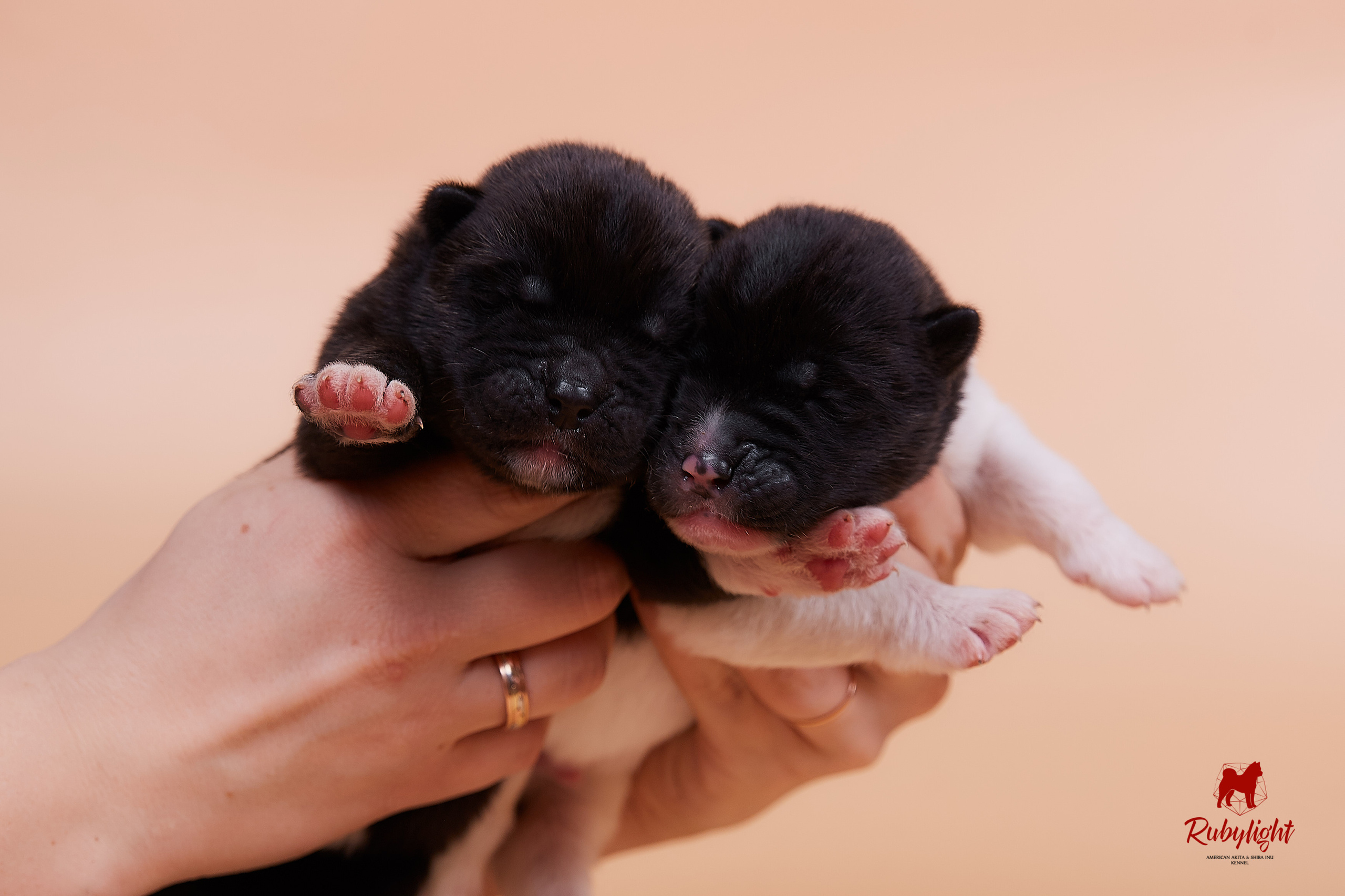 Щенки американской акиты в Санкт-Петербурге, Питомник Рубилайт Rubylight kennel 
Отец: IMAGINE DRAGON (Ruthdales Makin A Statement & Dancing Queen) 
Мать: INFINIT HAPPY (Restyl-ing Paradise Sander & Airish Cream)  