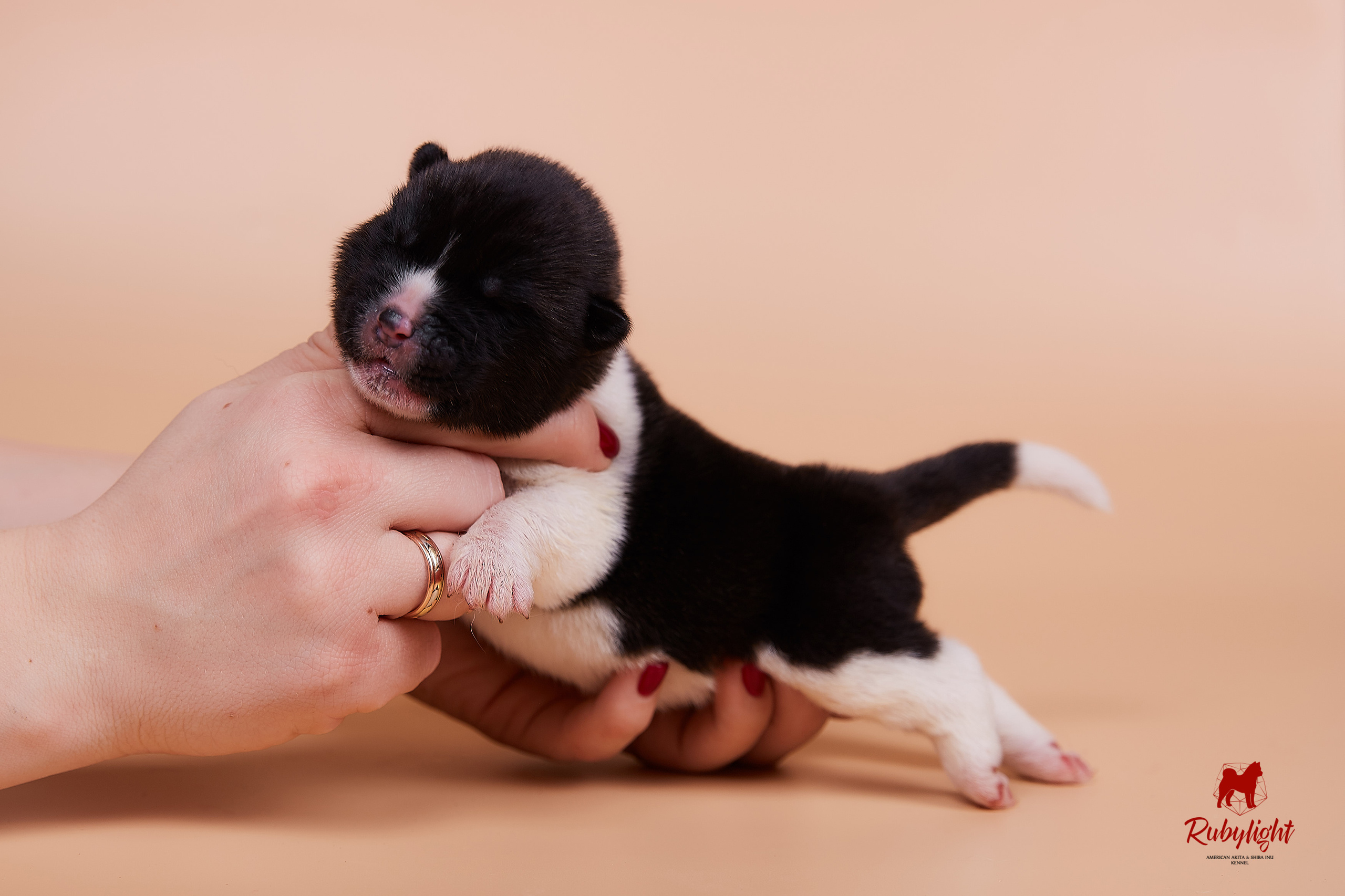 Щенки американской акиты в Санкт-Петербурге, Питомник Рубилайт Rubylight kennel 
Отец: IMAGINE DRAGON (Ruthdales Makin A Statement & Dancing Queen) 
Мать: INFINIT HAPPY (Restyl-ing Paradise Sander & Airish Cream)  