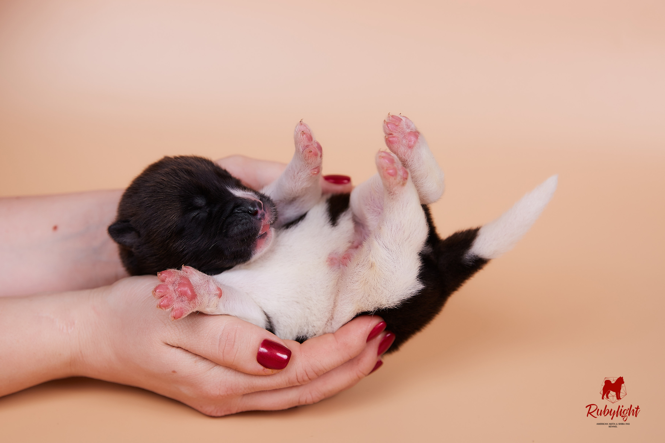 Щенки американской акиты в Санкт-Петербурге, Питомник Рубилайт Rubylight kennel 
Отец: IMAGINE DRAGON (Ruthdales Makin A Statement & Dancing Queen) 
Мать: INFINIT HAPPY (Restyl-ing Paradise Sander & Airish Cream)  