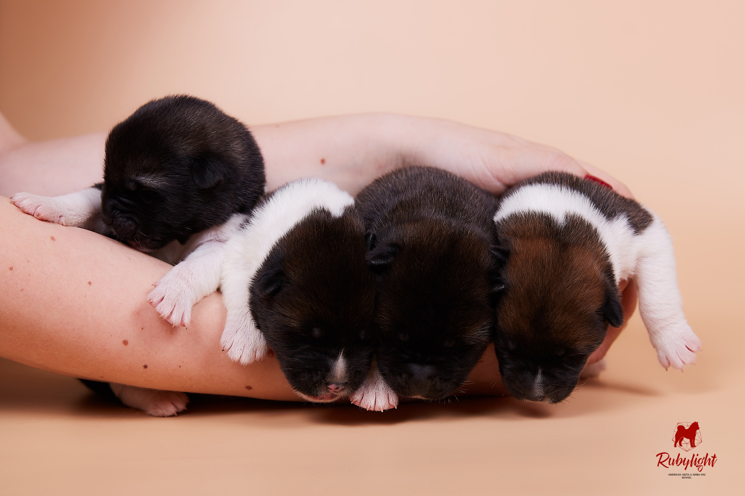 Щенки американской акиты в Санкт-Петербурге, Питомник Рубилайт Rubylight kennel 
Отец: IMAGINE DRAGON (Ruthdales Makin A Statement & Dancing Queen) 
Мать: INFINIT HAPPY (Restyl-ing Paradise Sander & Airish Cream)  