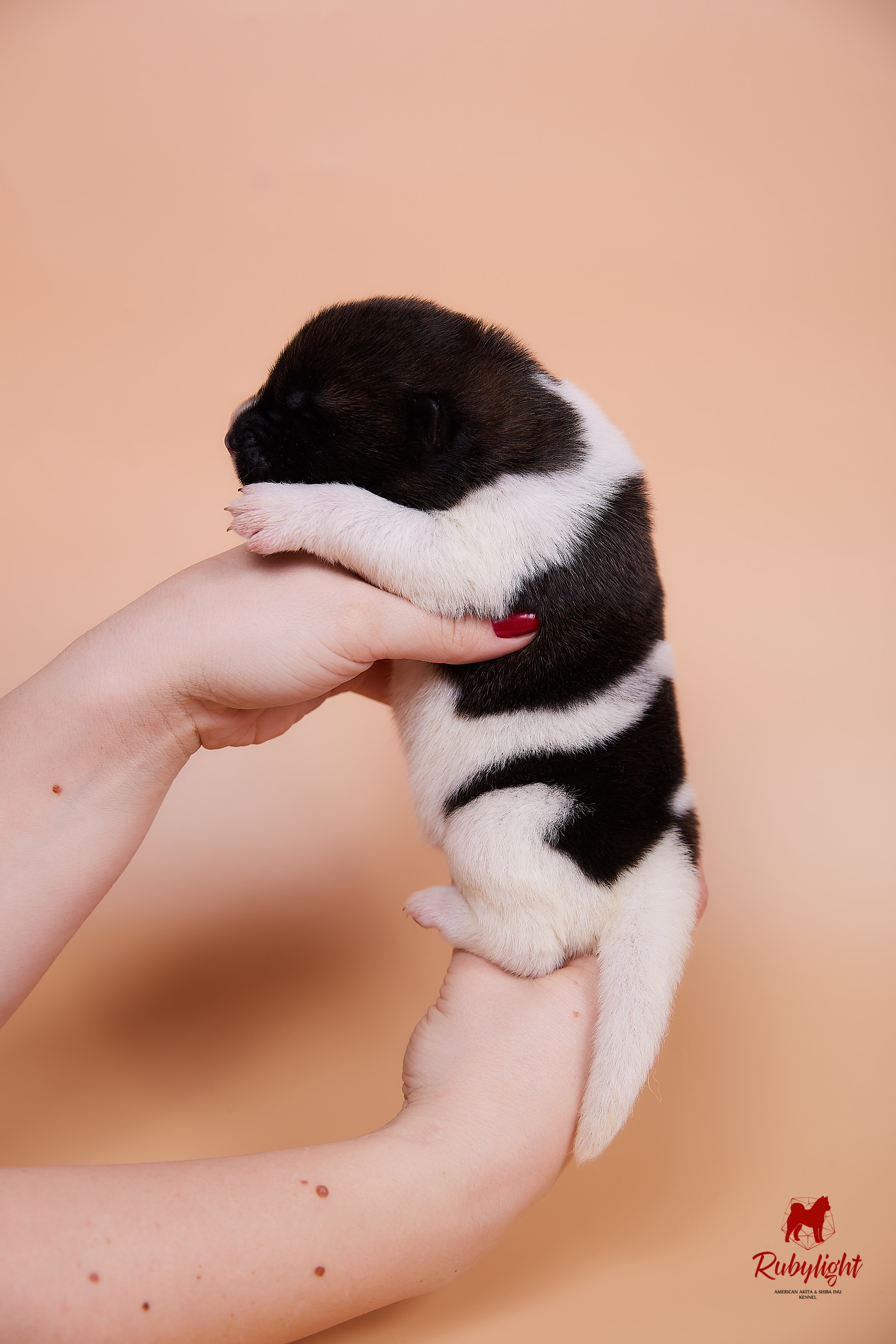 Щенки американской акиты в Санкт-Петербурге, Питомник Рубилайт Rubylight kennel 
Отец: IMAGINE DRAGON (Ruthdales Makin A Statement & Dancing Queen) 
Мать: INFINIT HAPPY (Restyl-ing Paradise Sander & Airish Cream)  