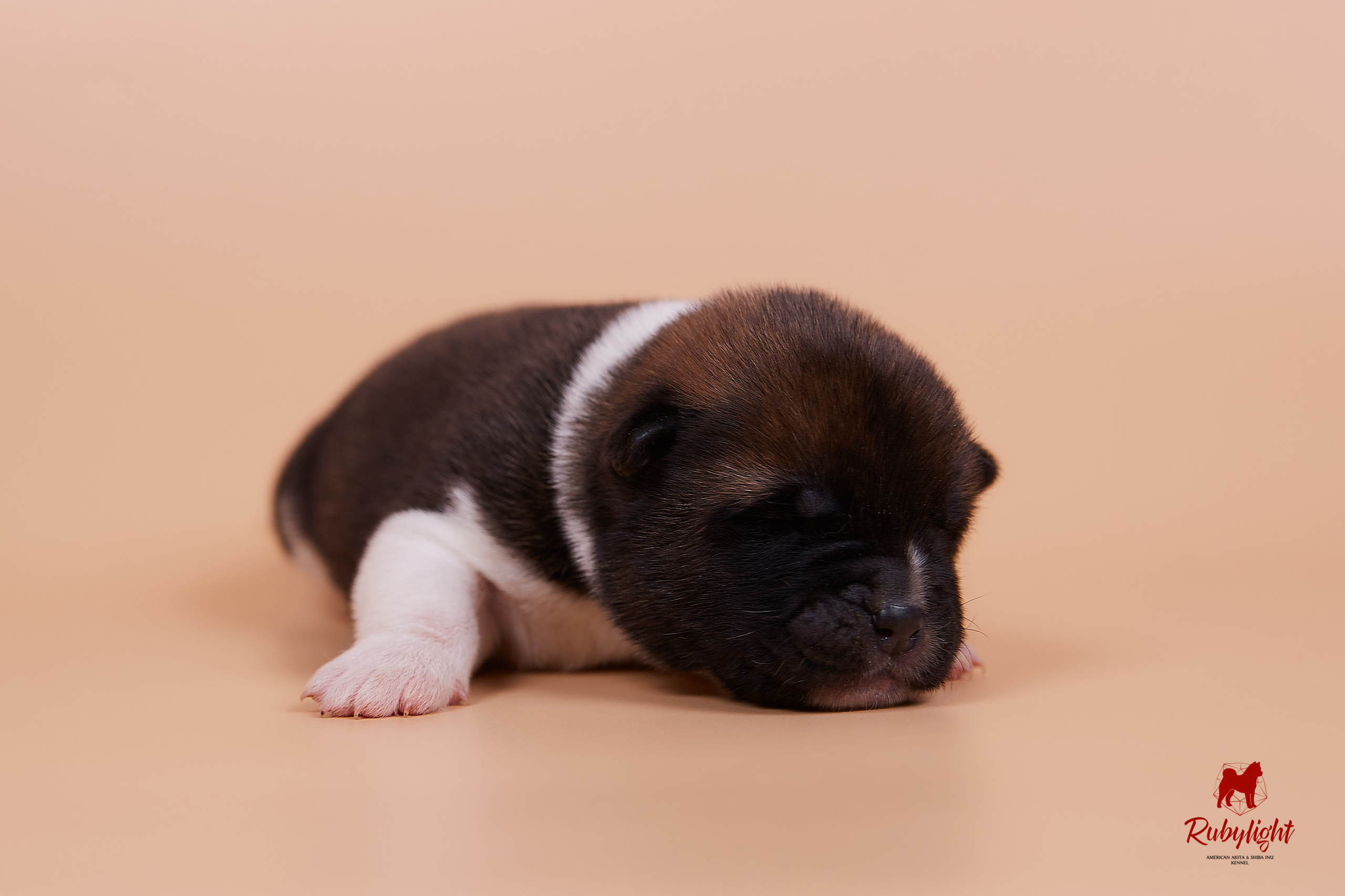 Щенки американской акиты в Санкт-Петербурге, Питомник Рубилайт Rubylight kennel 
Отец: IMAGINE DRAGON (Ruthdales Makin A Statement & Dancing Queen) 
Мать: INFINIT HAPPY (Restyl-ing Paradise Sander & Airish Cream)  