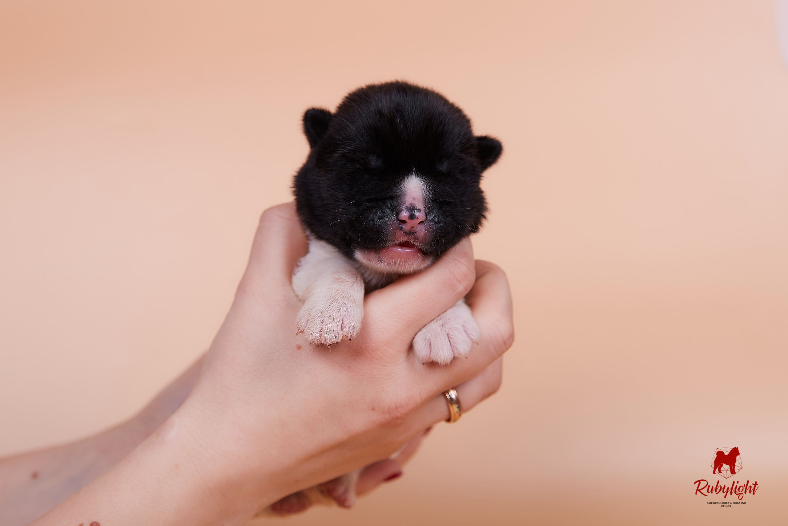 Щенки американской акиты в Санкт-Петербурге, Питомник Рубилайт Rubylight kennel 
Отец: IMAGINE DRAGON (Ruthdales Makin A Statement & Dancing Queen) 
Мать: INFINIT HAPPY (Restyl-ing Paradise Sander & Airish Cream)  