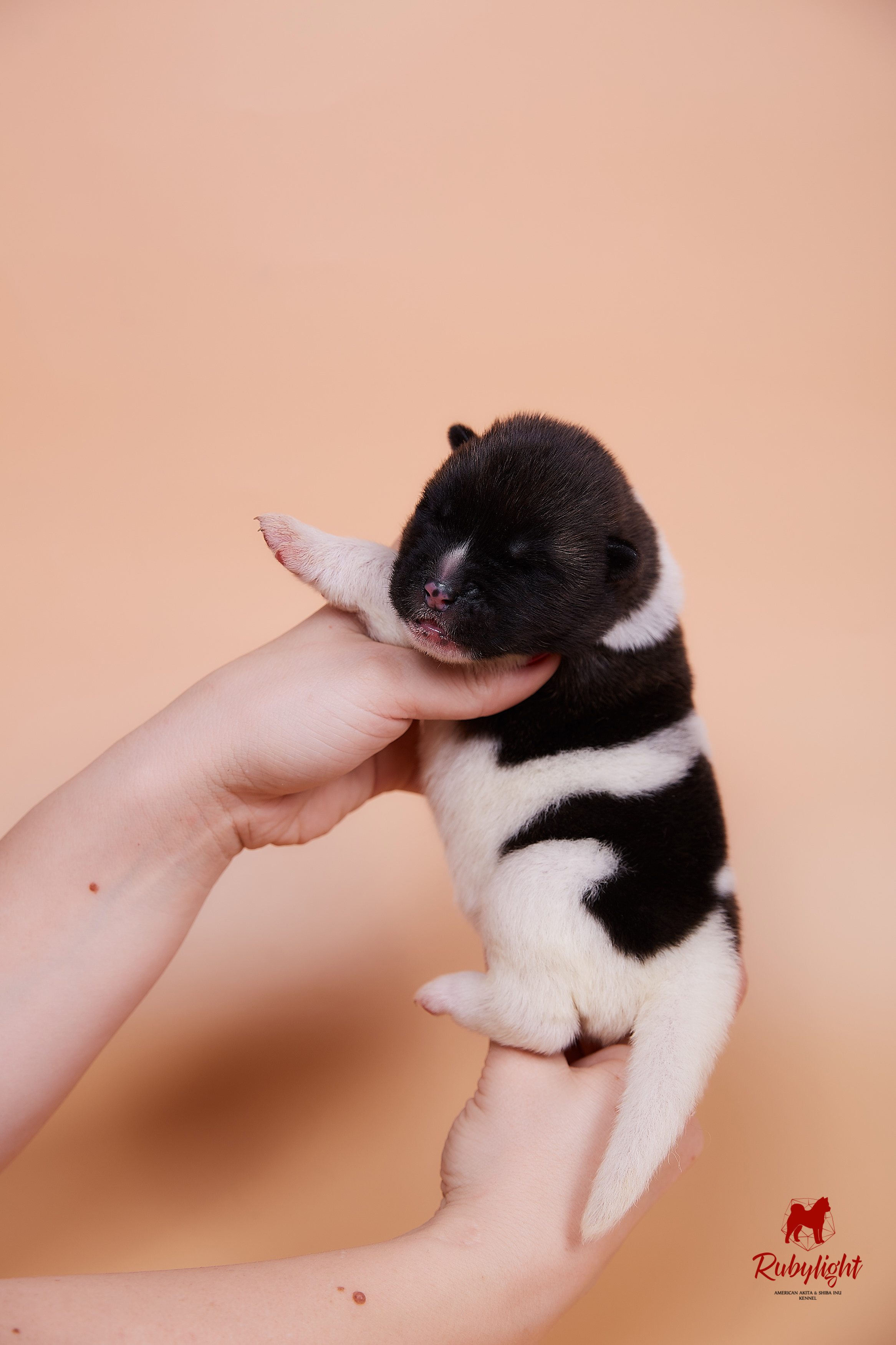 Щенки американской акиты в Санкт-Петербурге, Питомник Рубилайт Rubylight kennel 
Отец: IMAGINE DRAGON (Ruthdales Makin A Statement & Dancing Queen) 
Мать: INFINIT HAPPY (Restyl-ing Paradise Sander & Airish Cream)  