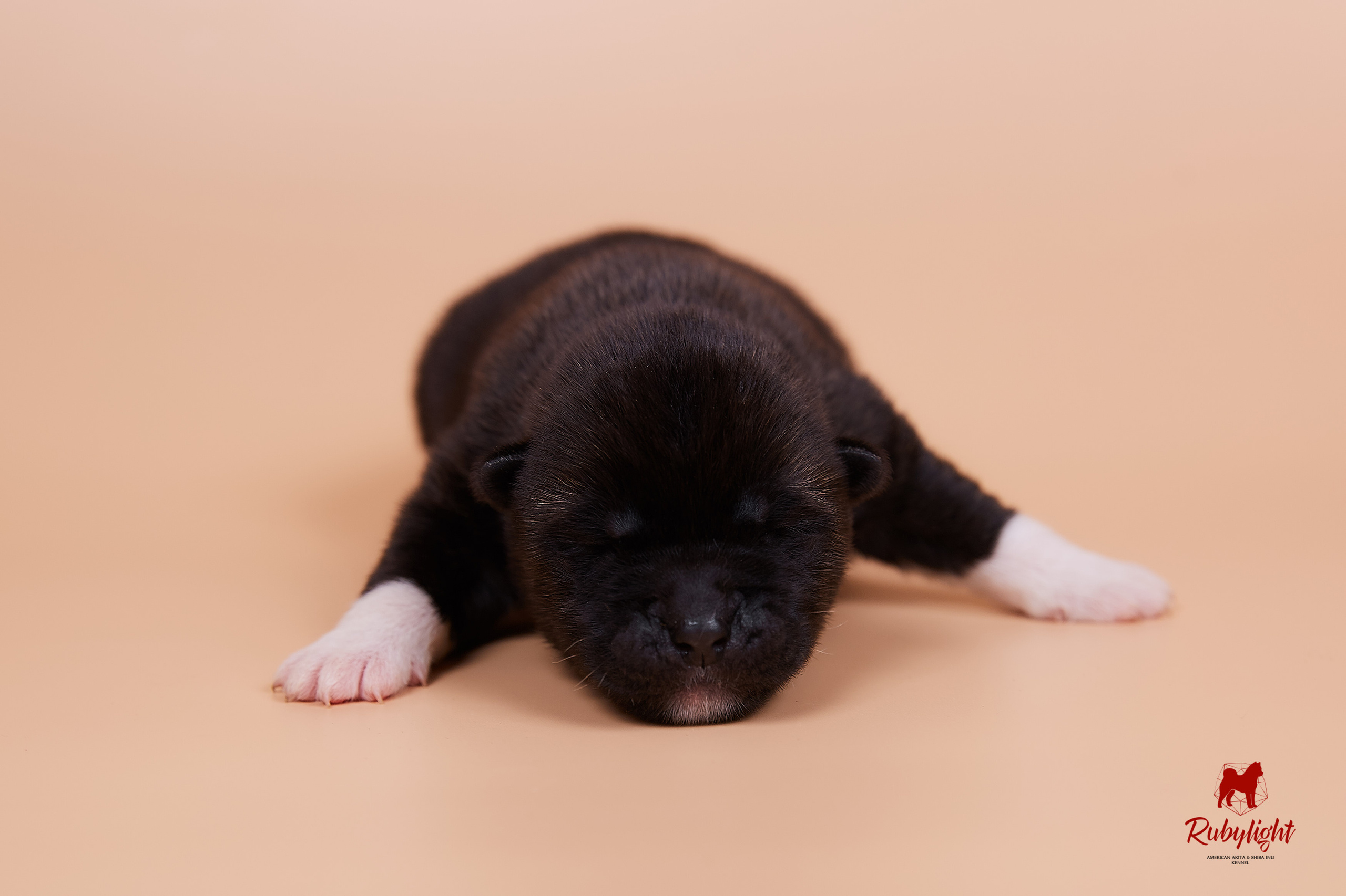 Щенки американской акиты в Санкт-Петербурге, Питомник Рубилайт Rubylight kennel 
Отец: IMAGINE DRAGON (Ruthdales Makin A Statement & Dancing Queen) 
Мать: INFINIT HAPPY (Restyl-ing Paradise Sander & Airish Cream)  