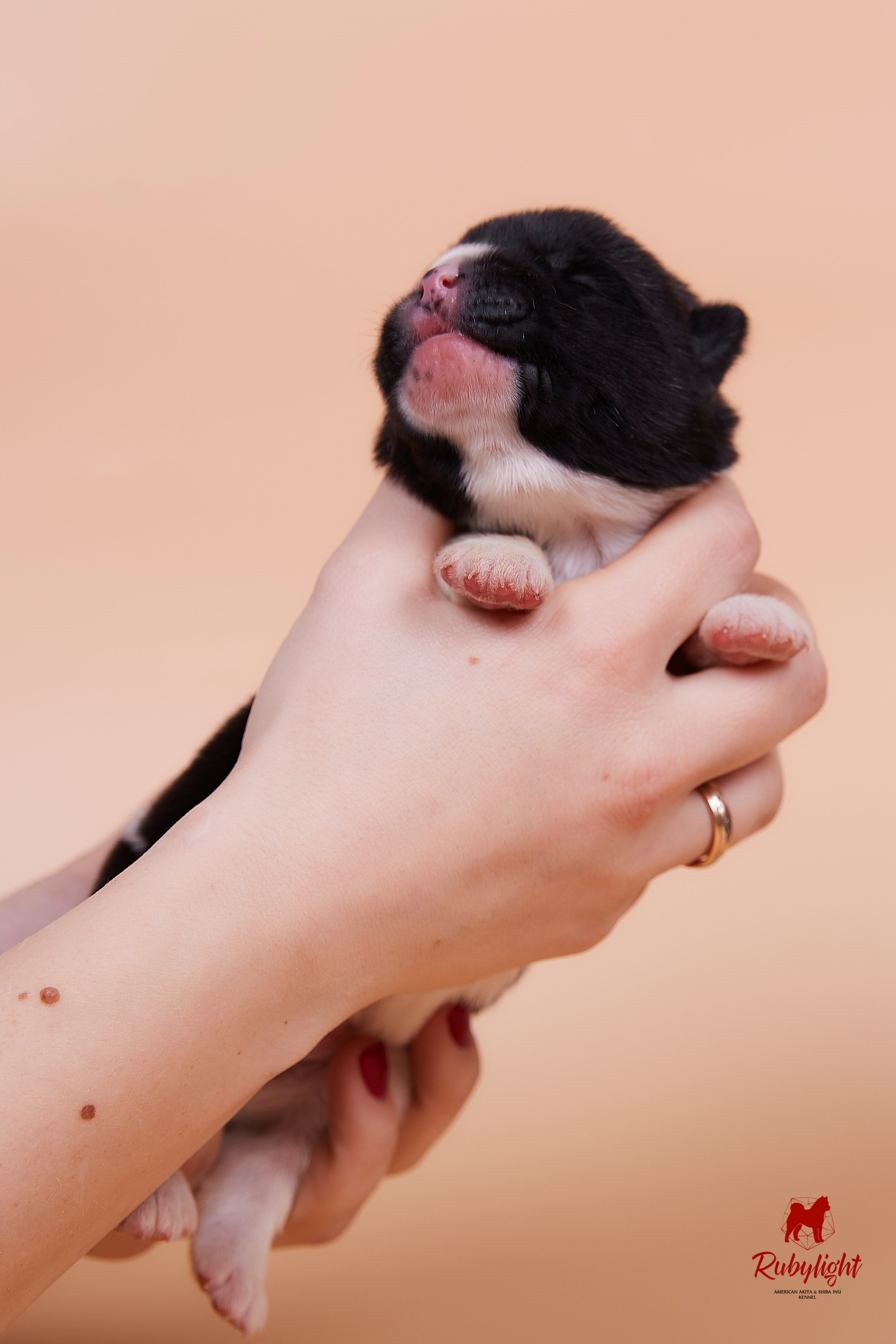 Щенки американской акиты в Санкт-Петербурге, Питомник Рубилайт Rubylight kennel 
Отец: IMAGINE DRAGON (Ruthdales Makin A Statement & Dancing Queen) 
Мать: INFINIT HAPPY (Restyl-ing Paradise Sander & Airish Cream)  