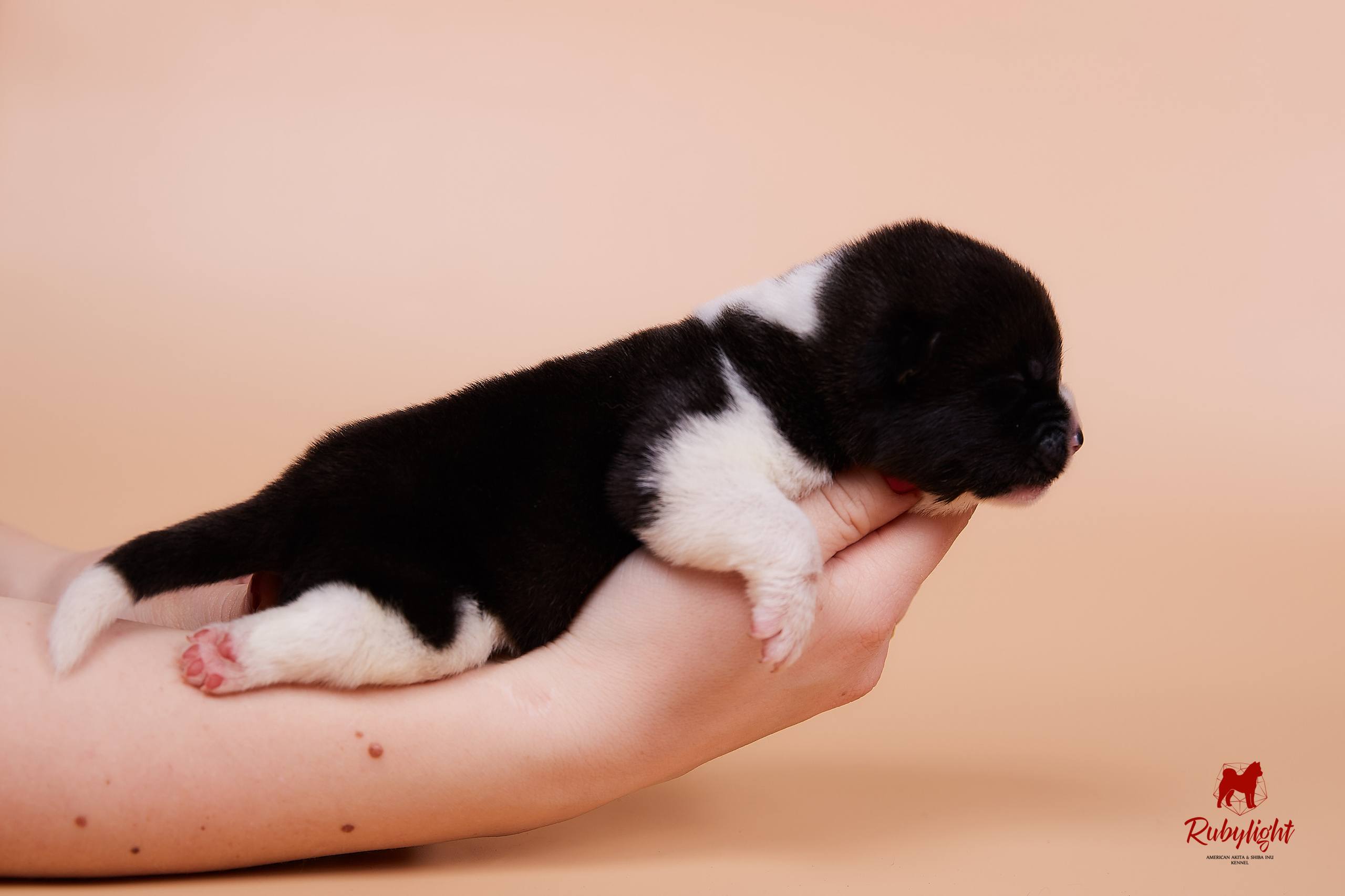 Щенки американской акиты в Санкт-Петербурге, Питомник Рубилайт Rubylight kennel 
Отец: IMAGINE DRAGON (Ruthdales Makin A Statement & Dancing Queen) 
Мать: INFINIT HAPPY (Restyl-ing Paradise Sander & Airish Cream)  