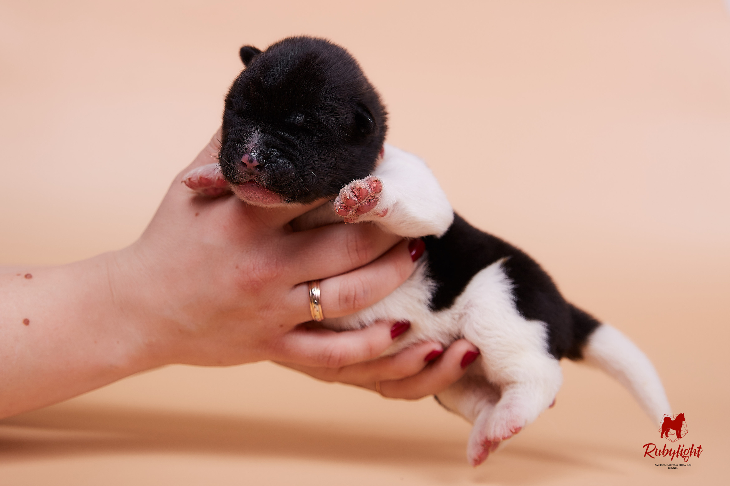 Щенки американской акиты в Санкт-Петербурге, Питомник Рубилайт Rubylight kennel 
Отец: IMAGINE DRAGON (Ruthdales Makin A Statement & Dancing Queen) 
Мать: INFINIT HAPPY (Restyl-ing Paradise Sander & Airish Cream)  