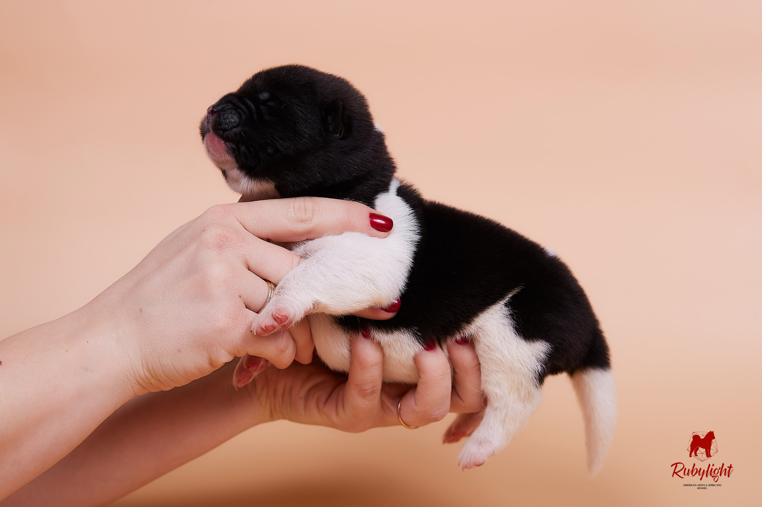 Щенки американской акиты в Санкт-Петербурге, Питомник Рубилайт Rubylight kennel 
Отец: IMAGINE DRAGON (Ruthdales Makin A Statement & Dancing Queen) 
Мать: INFINIT HAPPY (Restyl-ing Paradise Sander & Airish Cream)  