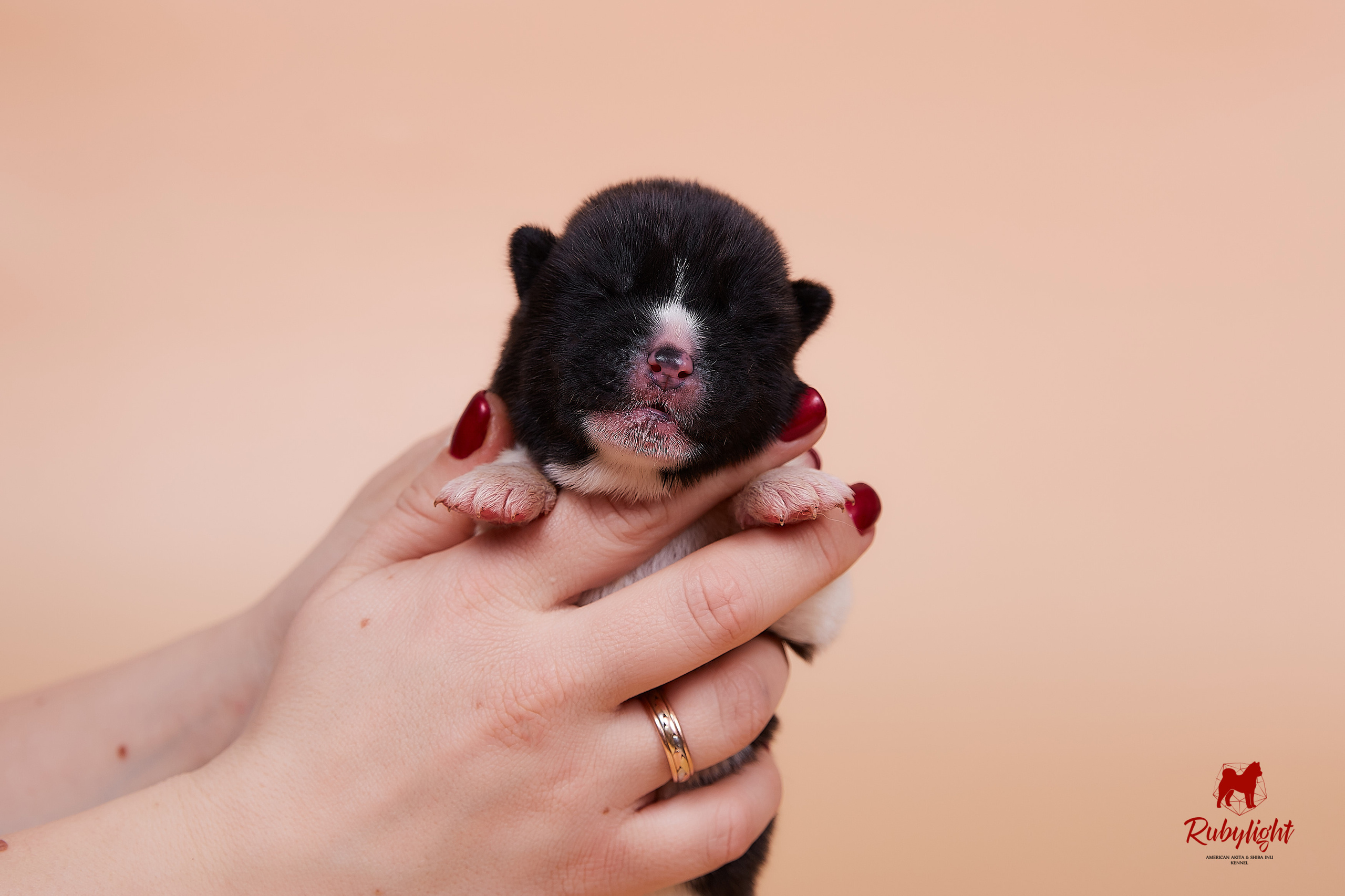 Щенки американской акиты в Санкт-Петербурге, Питомник Рубилайт Rubylight kennel 
Отец: IMAGINE DRAGON (Ruthdales Makin A Statement & Dancing Queen) 
Мать: INFINIT HAPPY (Restyl-ing Paradise Sander & Airish Cream)  