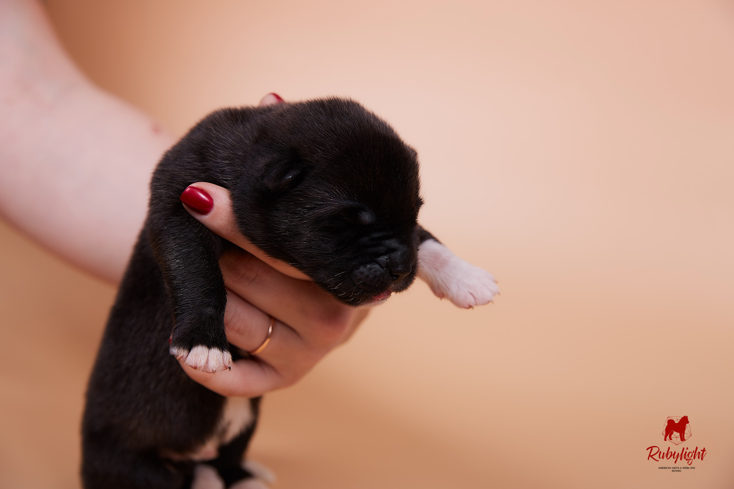 Щенки американской акиты в Санкт-Петербурге, Питомник Рубилайт Rubylight kennel 
Отец: IMAGINE DRAGON (Ruthdales Makin A Statement & Dancing Queen) 
Мать: INFINIT HAPPY (Restyl-ing Paradise Sander & Airish Cream)  