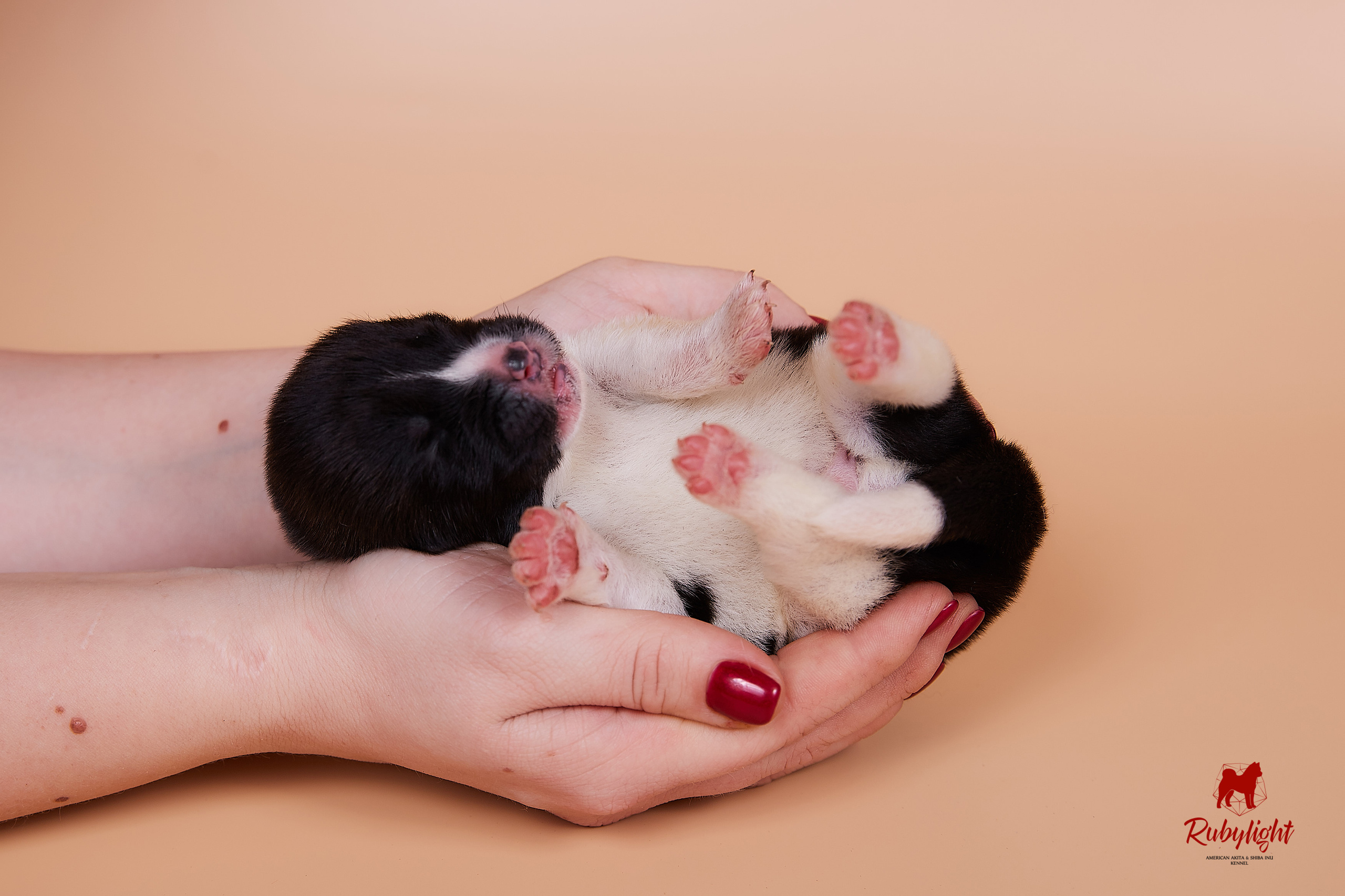 Щенки американской акиты в Санкт-Петербурге, Питомник Рубилайт Rubylight kennel 
Отец: IMAGINE DRAGON (Ruthdales Makin A Statement & Dancing Queen) 
Мать: INFINIT HAPPY (Restyl-ing Paradise Sander & Airish Cream)  