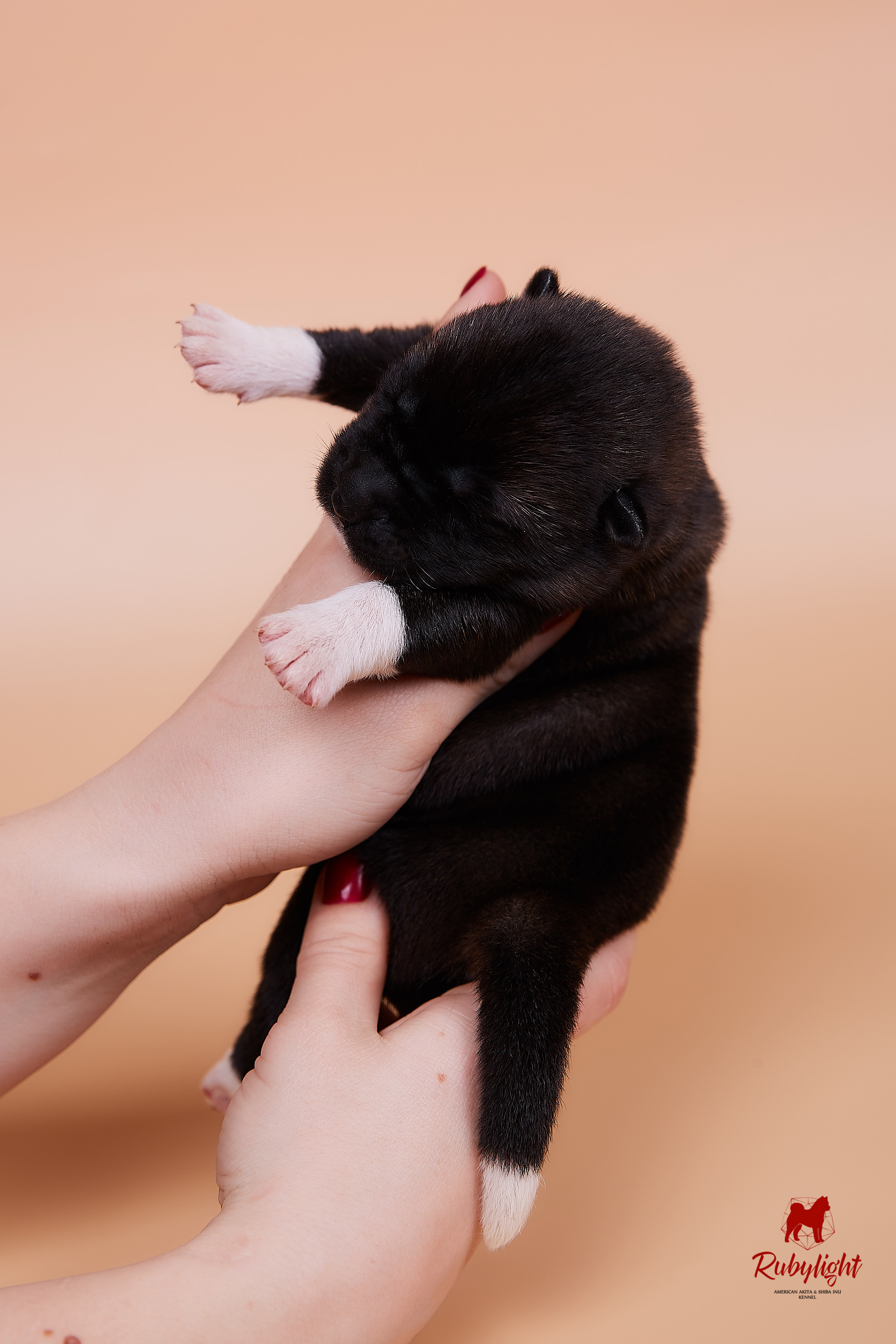 Щенки американской акиты в Санкт-Петербурге, Питомник Рубилайт Rubylight kennel 
Отец: IMAGINE DRAGON (Ruthdales Makin A Statement & Dancing Queen) 
Мать: INFINIT HAPPY (Restyl-ing Paradise Sander & Airish Cream)  