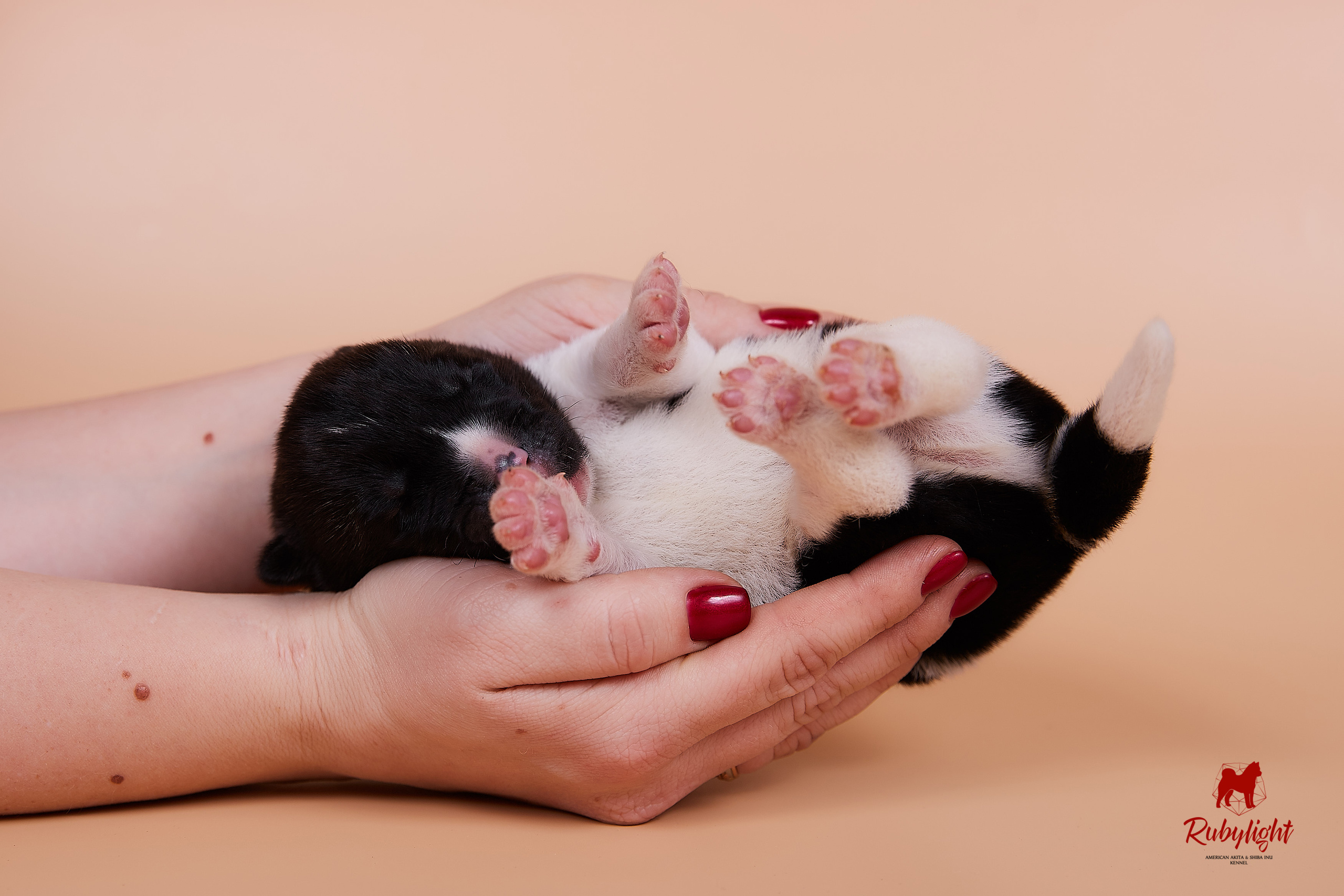 Щенки американской акиты в Санкт-Петербурге, Питомник Рубилайт Rubylight kennel 
Отец: IMAGINE DRAGON (Ruthdales Makin A Statement & Dancing Queen) 
Мать: INFINIT HAPPY (Restyl-ing Paradise Sander & Airish Cream)  