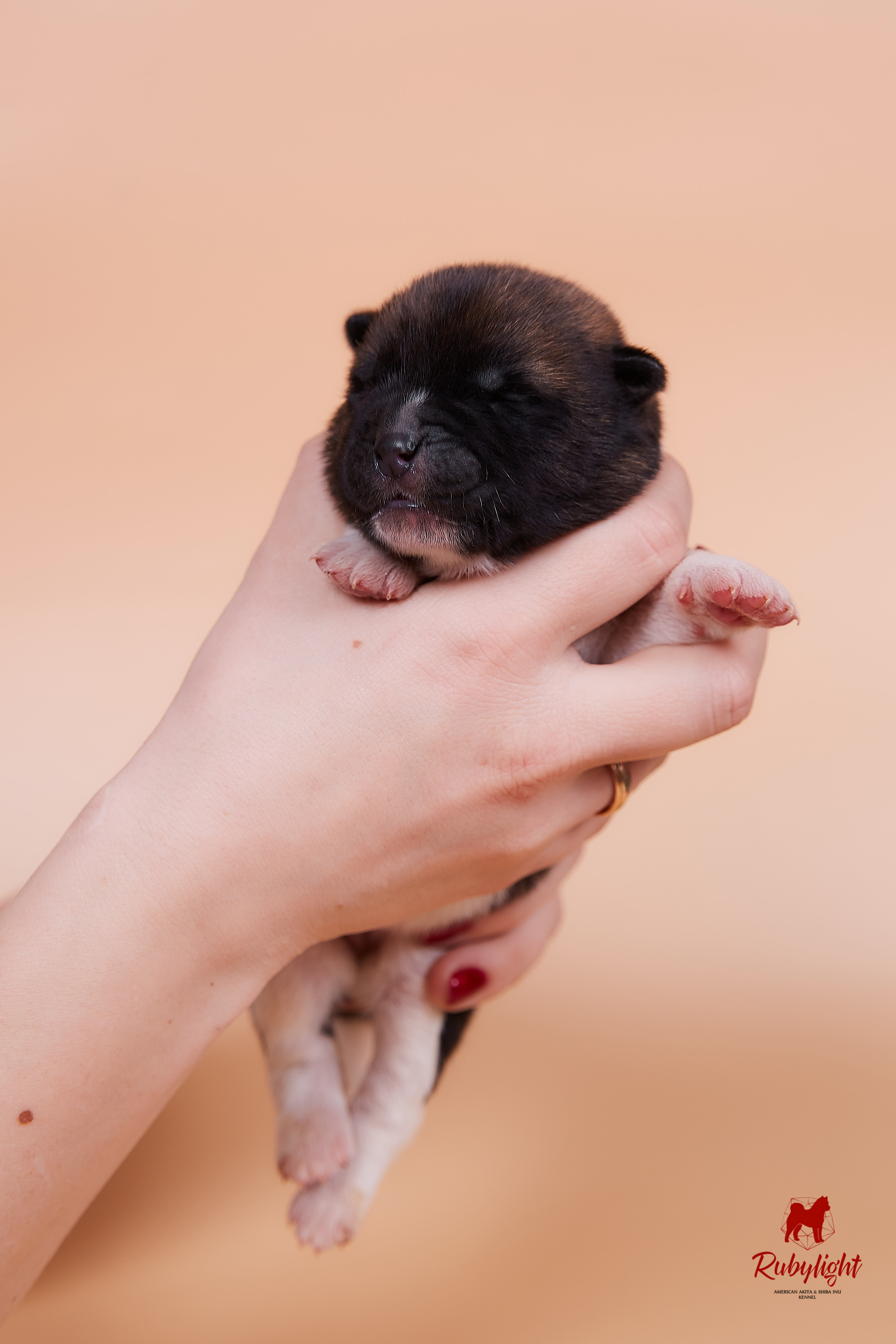 Щенки американской акиты в Санкт-Петербурге, Питомник Рубилайт Rubylight kennel 
Отец: IMAGINE DRAGON (Ruthdales Makin A Statement & Dancing Queen) 
Мать: INFINIT HAPPY (Restyl-ing Paradise Sander & Airish Cream)  