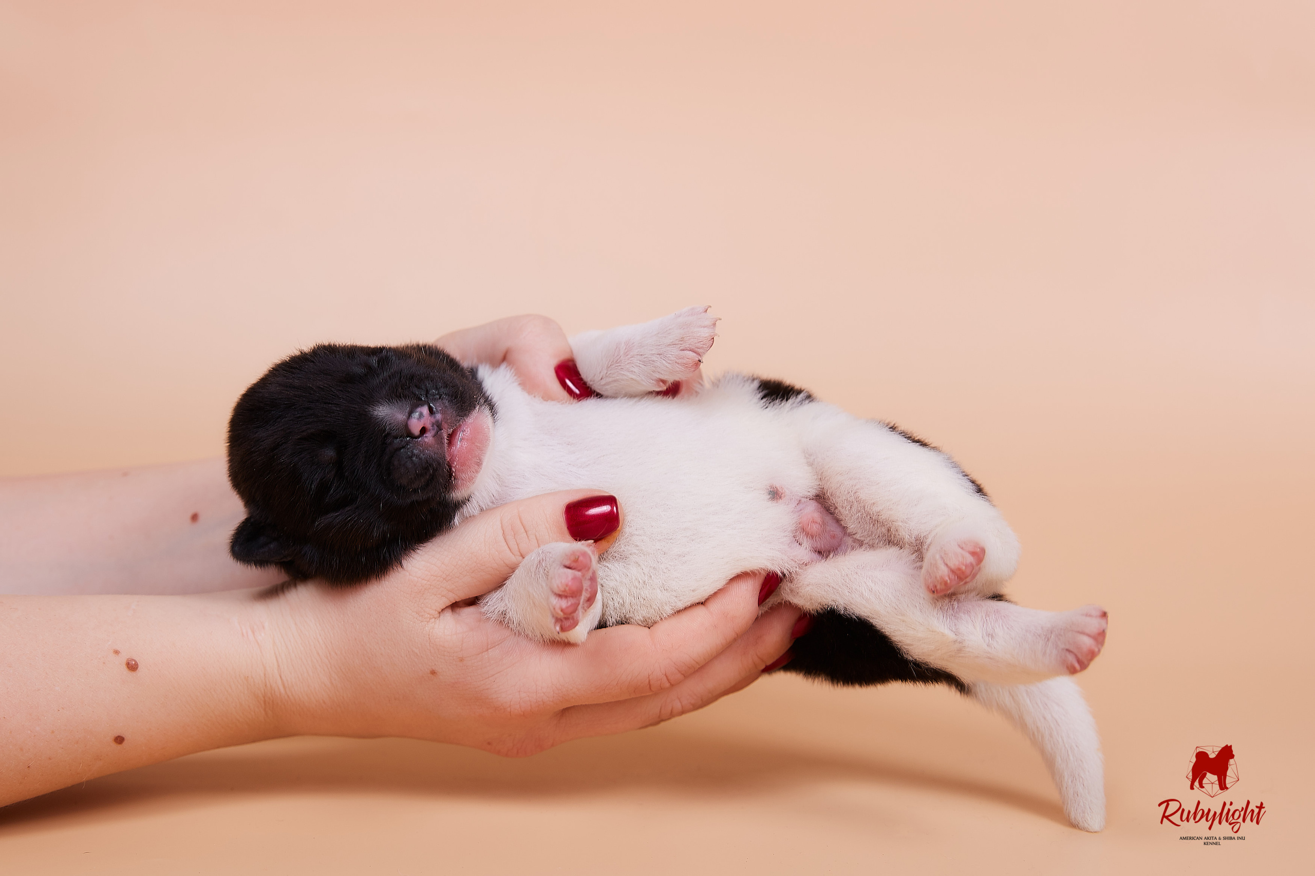 Щенки американской акиты в Санкт-Петербурге, Питомник Рубилайт Rubylight kennel 
Отец: IMAGINE DRAGON (Ruthdales Makin A Statement & Dancing Queen) 
Мать: INFINIT HAPPY (Restyl-ing Paradise Sander & Airish Cream)  