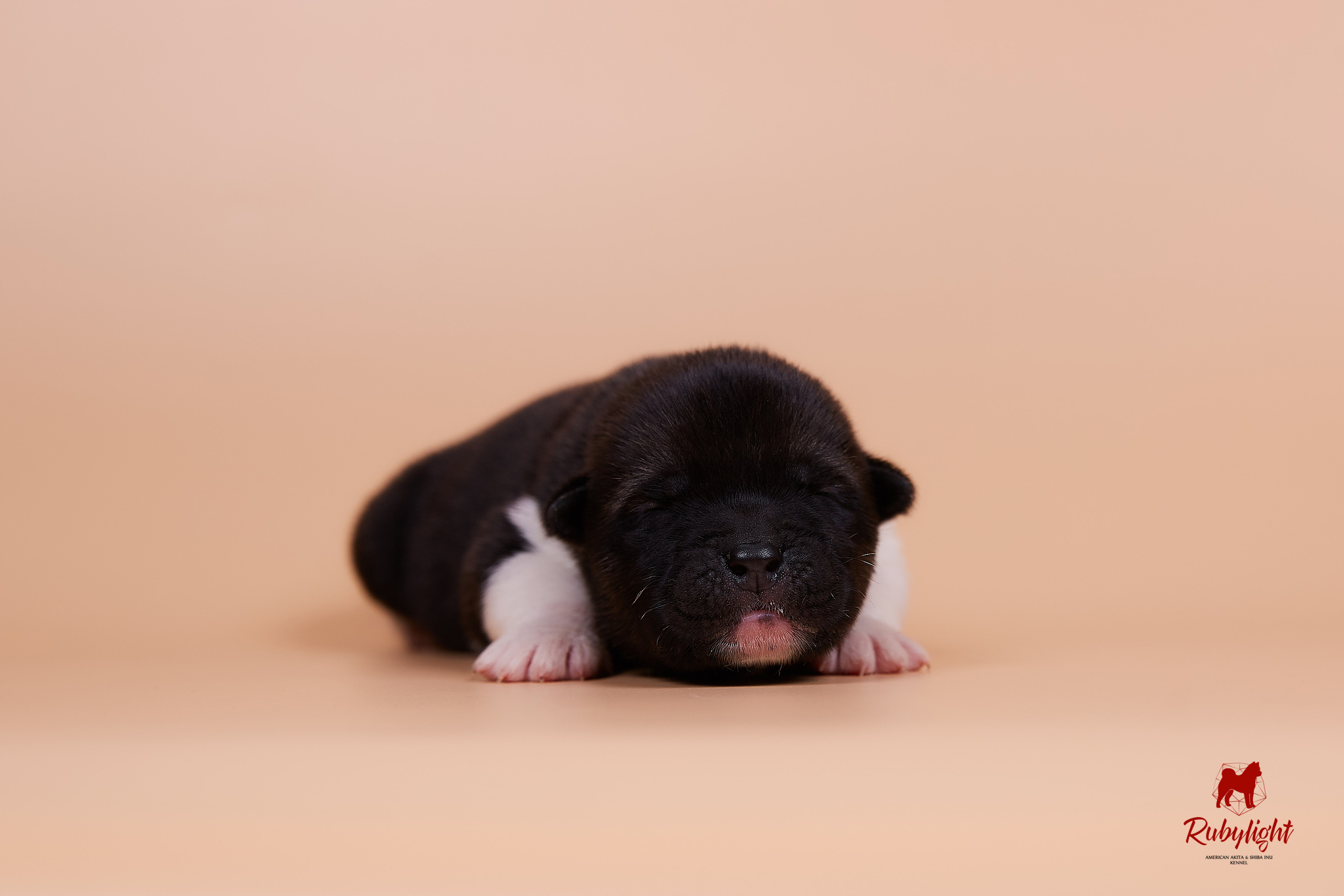 Щенки американской акиты в Санкт-Петербурге, Питомник Рубилайт Rubylight kennel 
Отец: IMAGINE DRAGON (Ruthdales Makin A Statement & Dancing Queen) 
Мать: INFINIT HAPPY (Restyl-ing Paradise Sander & Airish Cream)  