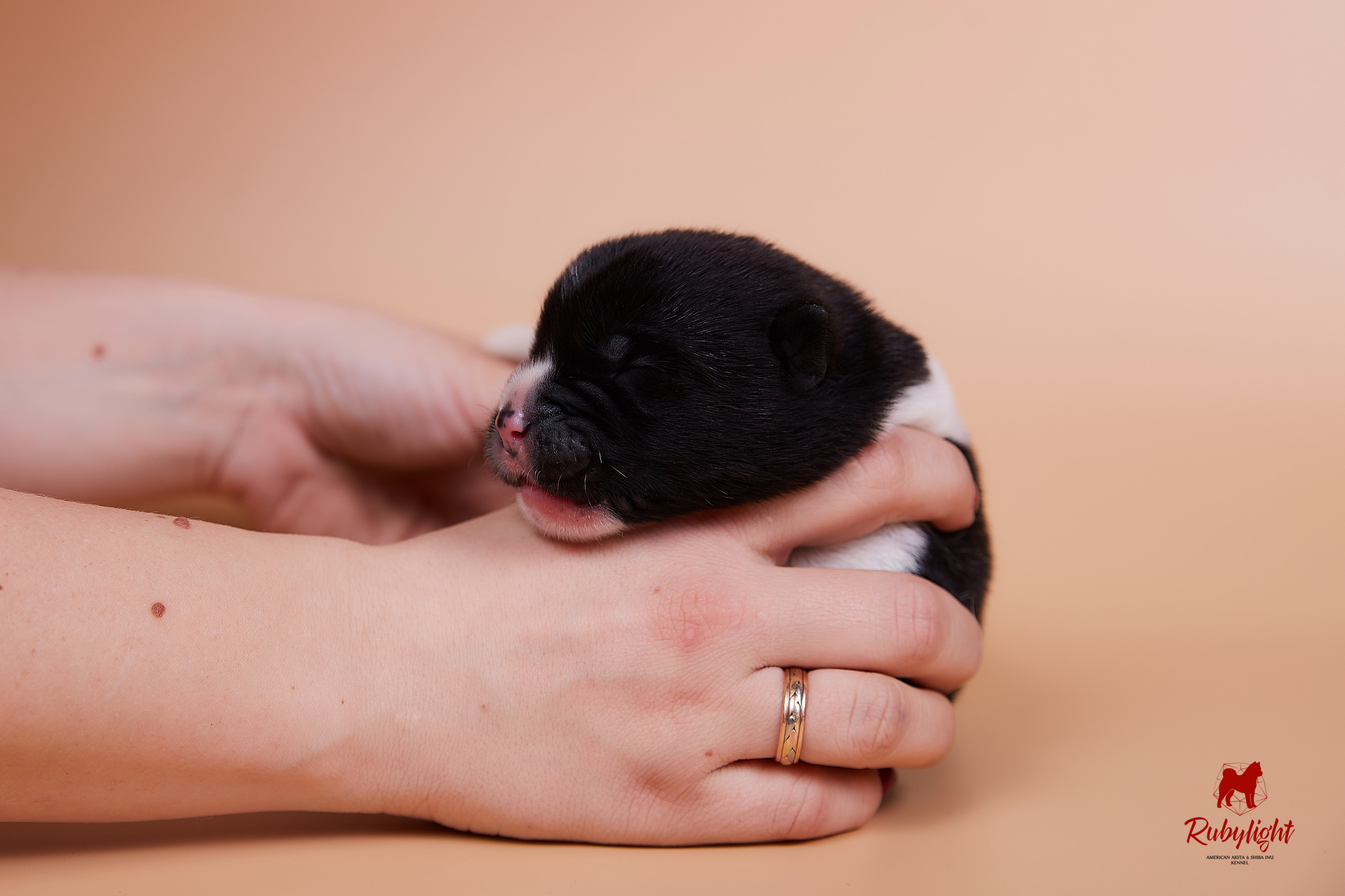 Щенки американской акиты в Санкт-Петербурге, Питомник Рубилайт Rubylight kennel 
Отец: IMAGINE DRAGON (Ruthdales Makin A Statement & Dancing Queen) 
Мать: INFINIT HAPPY (Restyl-ing Paradise Sander & Airish Cream)  