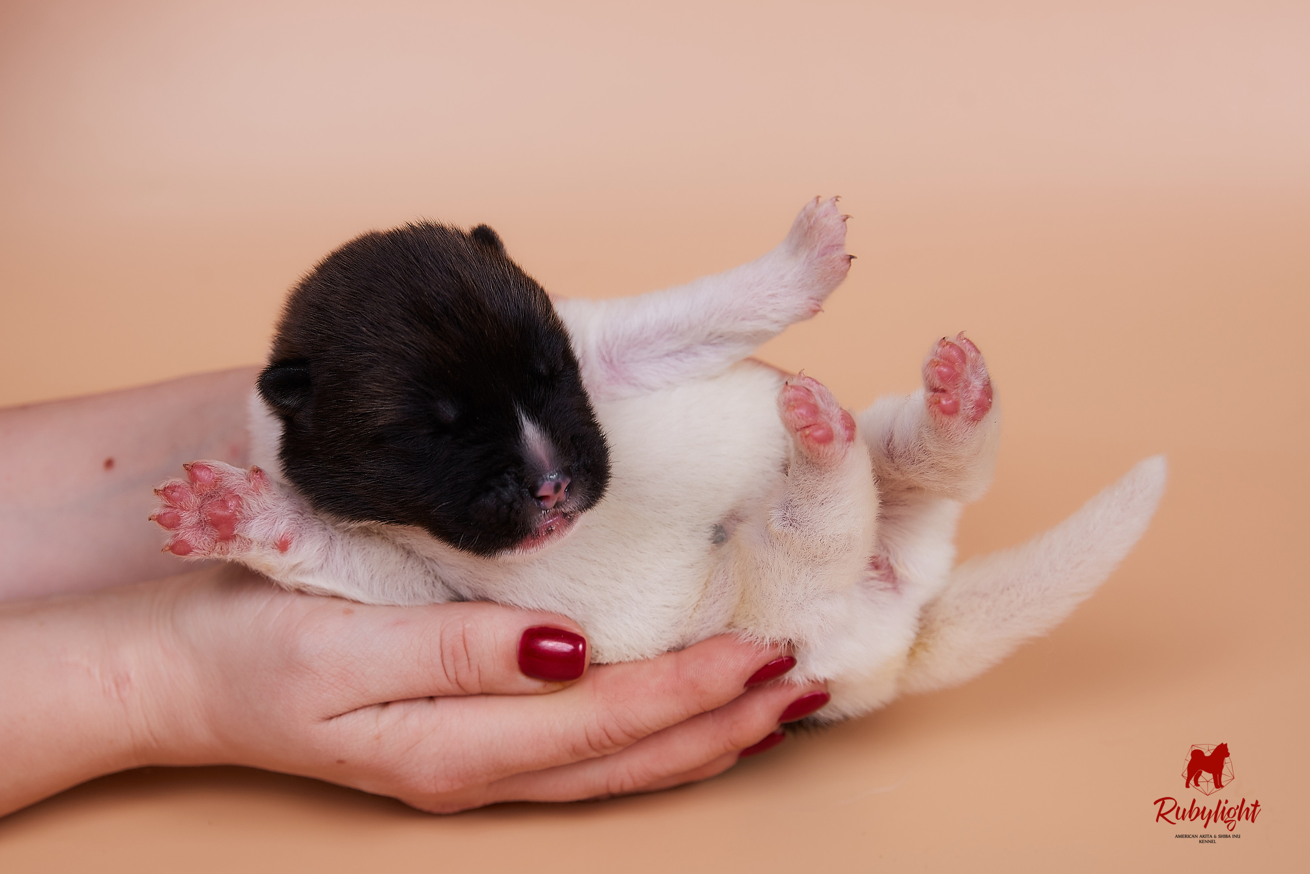 Щенки американской акиты в Санкт-Петербурге, Питомник Рубилайт Rubylight kennel 
Отец: IMAGINE DRAGON (Ruthdales Makin A Statement & Dancing Queen) 
Мать: INFINIT HAPPY (Restyl-ing Paradise Sander & Airish Cream)  