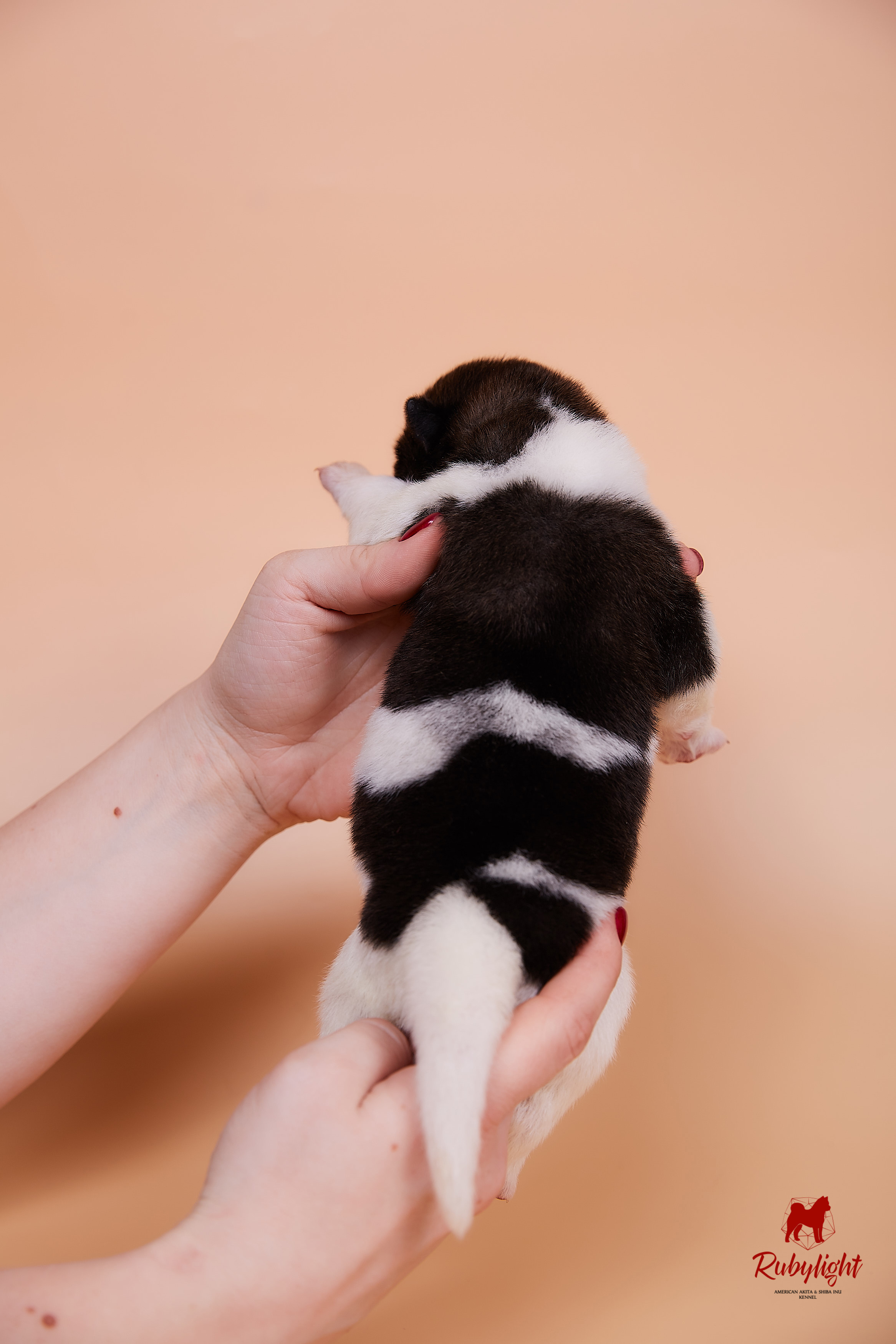 Щенки американской акиты в Санкт-Петербурге, Питомник Рубилайт Rubylight kennel 
Отец: IMAGINE DRAGON (Ruthdales Makin A Statement & Dancing Queen) 
Мать: INFINIT HAPPY (Restyl-ing Paradise Sander & Airish Cream)  