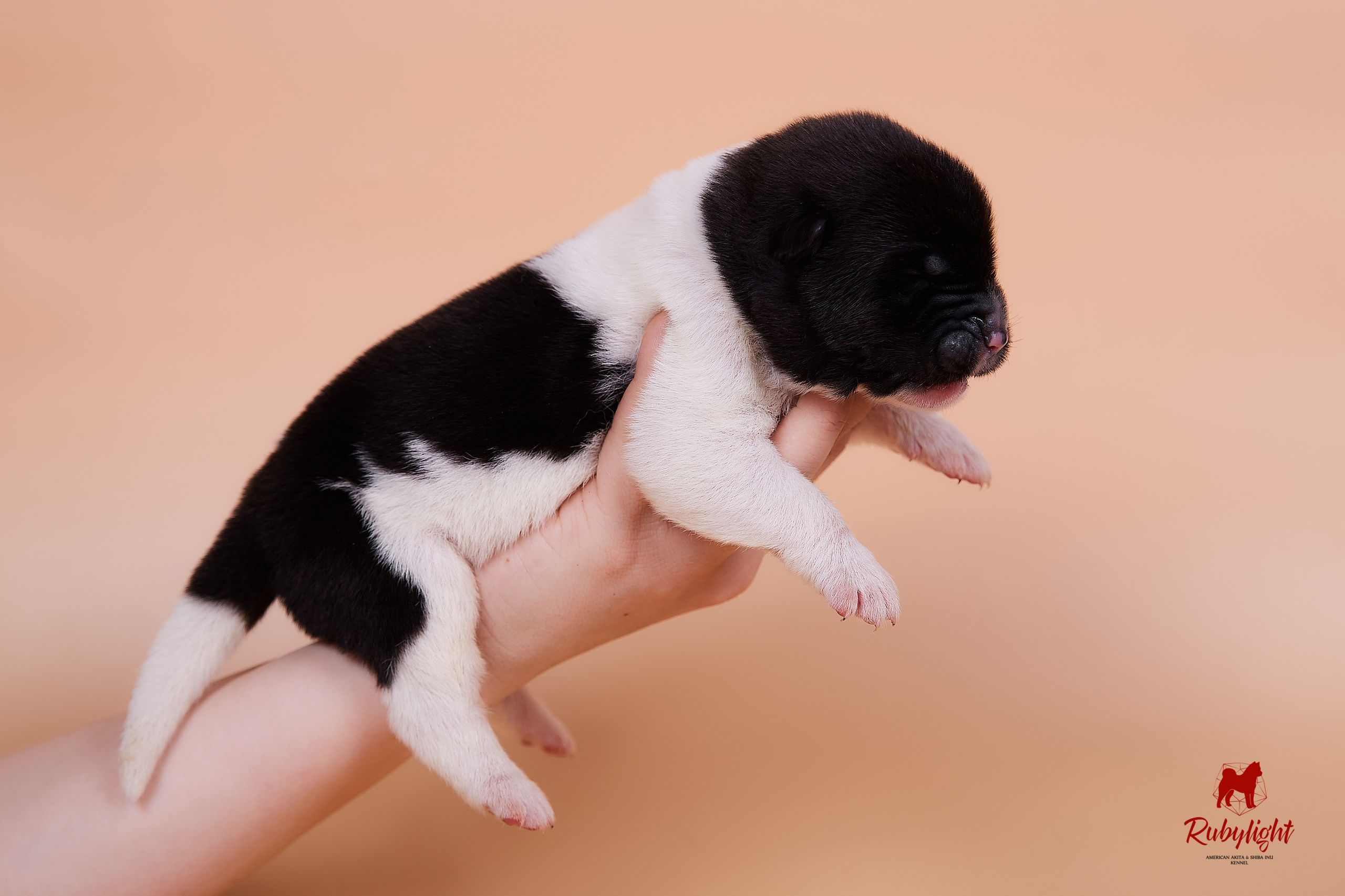 Щенки американской акиты в Санкт-Петербурге, Питомник Рубилайт Rubylight kennel 
Отец: IMAGINE DRAGON (Ruthdales Makin A Statement & Dancing Queen) 
Мать: INFINIT HAPPY (Restyl-ing Paradise Sander & Airish Cream)  