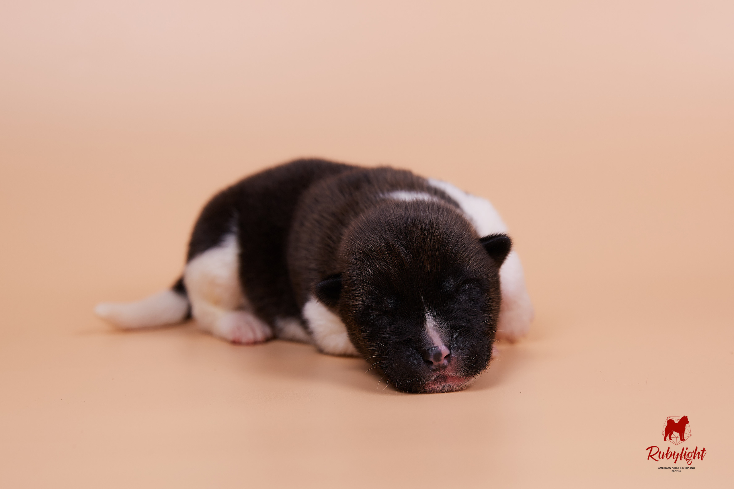 Щенки американской акиты в Санкт-Петербурге, Питомник Рубилайт Rubylight kennel 
Отец: IMAGINE DRAGON (Ruthdales Makin A Statement & Dancing Queen) 
Мать: INFINIT HAPPY (Restyl-ing Paradise Sander & Airish Cream)  