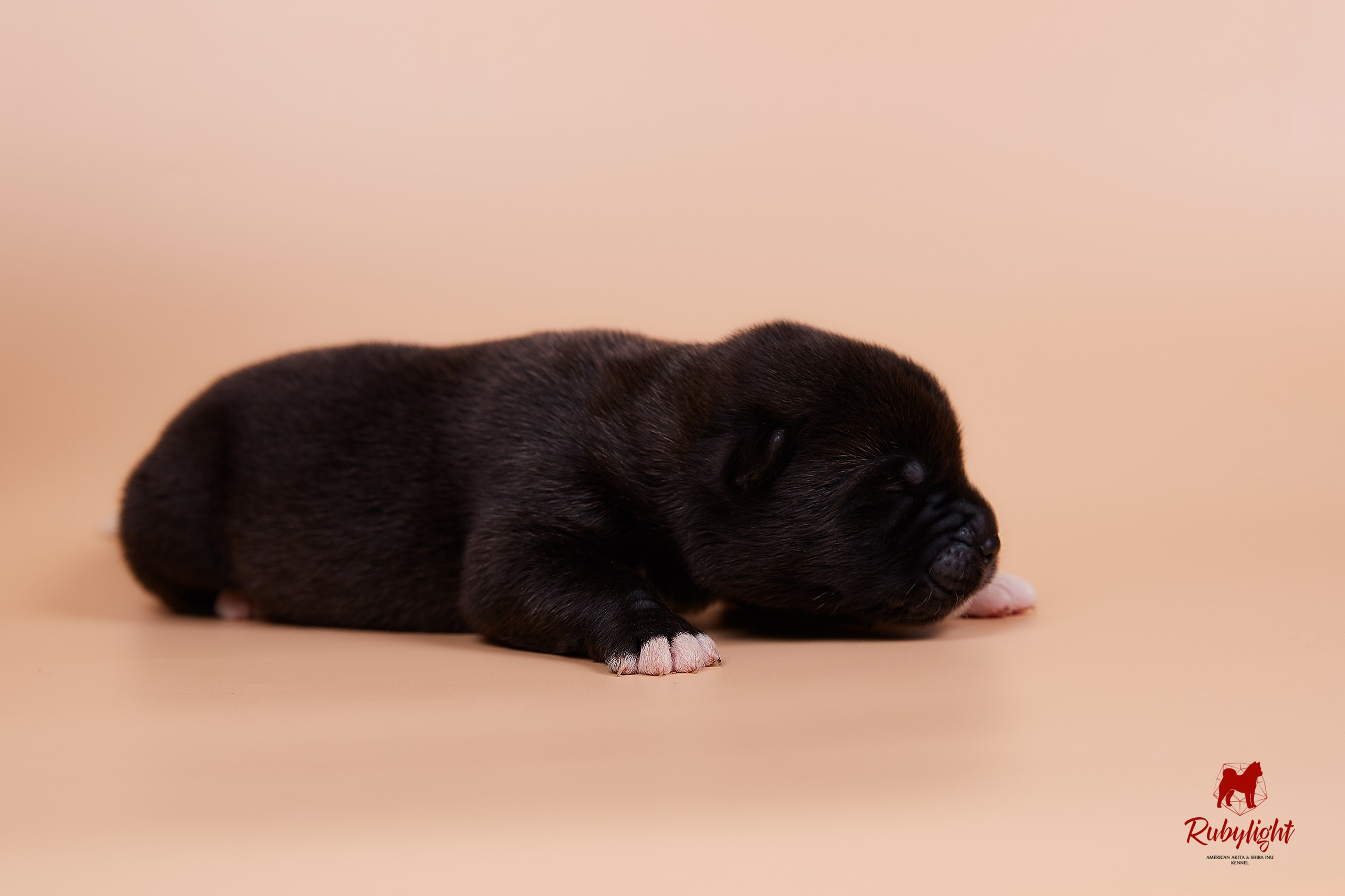 Щенки американской акиты в Санкт-Петербурге, Питомник Рубилайт Rubylight kennel 
Отец: IMAGINE DRAGON (Ruthdales Makin A Statement & Dancing Queen) 
Мать: INFINIT HAPPY (Restyl-ing Paradise Sander & Airish Cream)  