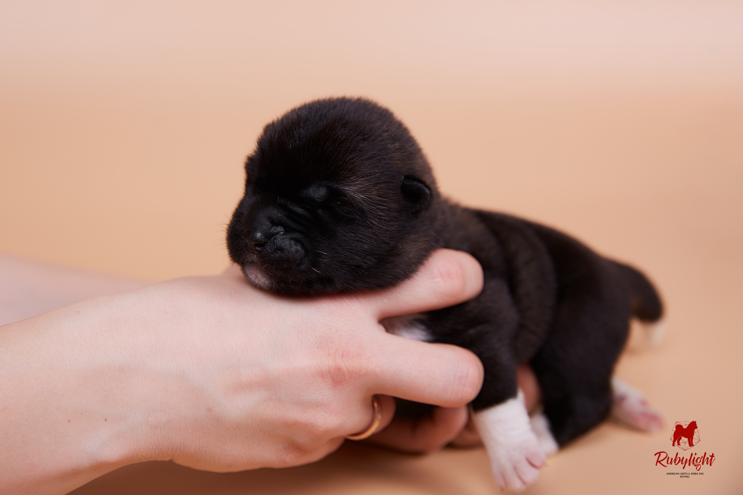 Щенки американской акиты в Санкт-Петербурге, Питомник Рубилайт Rubylight kennel 
Отец: IMAGINE DRAGON (Ruthdales Makin A Statement & Dancing Queen) 
Мать: INFINIT HAPPY (Restyl-ing Paradise Sander & Airish Cream)  