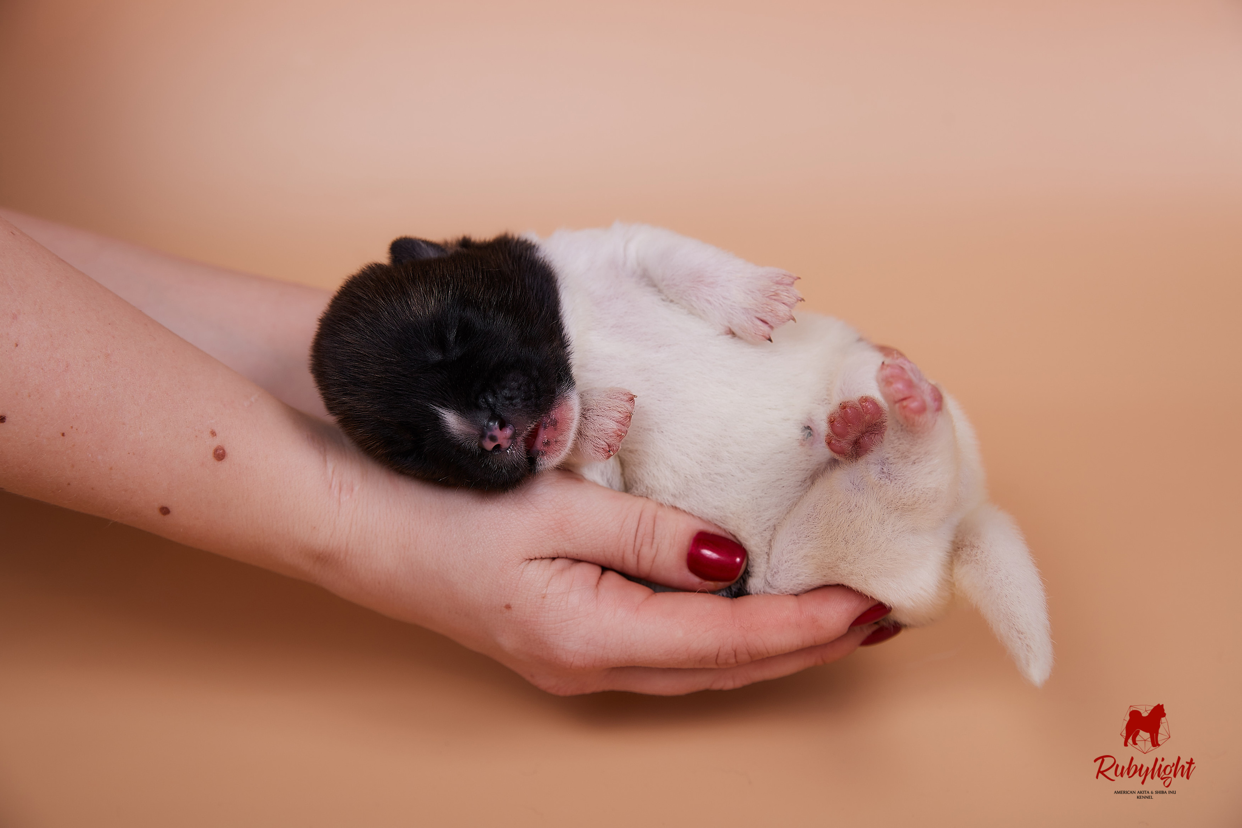 Щенки американской акиты в Санкт-Петербурге, Питомник Рубилайт Rubylight kennel 
Отец: IMAGINE DRAGON (Ruthdales Makin A Statement & Dancing Queen) 
Мать: INFINIT HAPPY (Restyl-ing Paradise Sander & Airish Cream)  