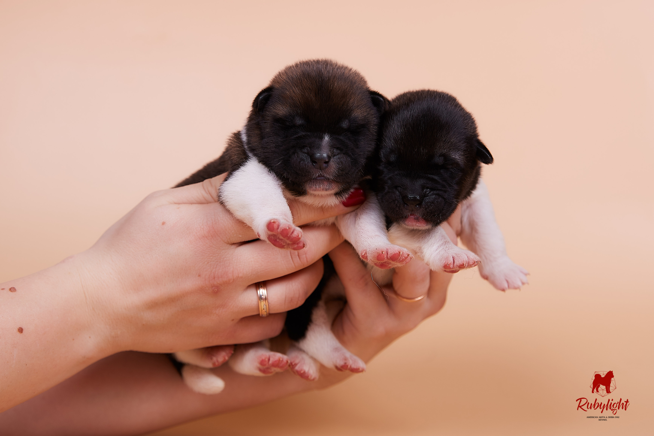 Щенки американской акиты в Санкт-Петербурге, Питомник Рубилайт Rubylight kennel 
Отец: IMAGINE DRAGON (Ruthdales Makin A Statement & Dancing Queen) 
Мать: INFINIT HAPPY (Restyl-ing Paradise Sander & Airish Cream)  