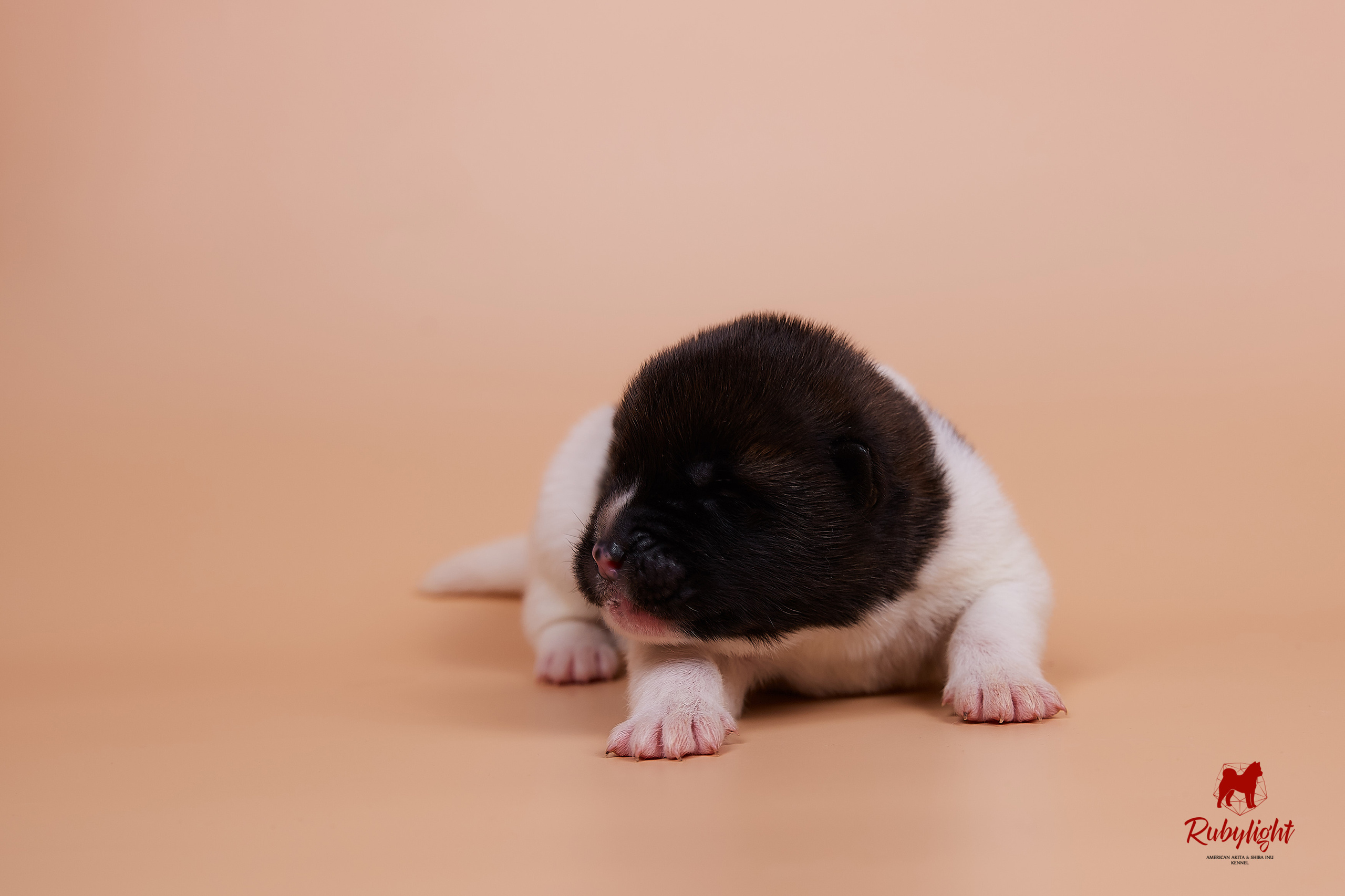 Щенки американской акиты в Санкт-Петербурге, Питомник Рубилайт Rubylight kennel 
Отец: IMAGINE DRAGON (Ruthdales Makin A Statement & Dancing Queen) 
Мать: INFINIT HAPPY (Restyl-ing Paradise Sander & Airish Cream)  