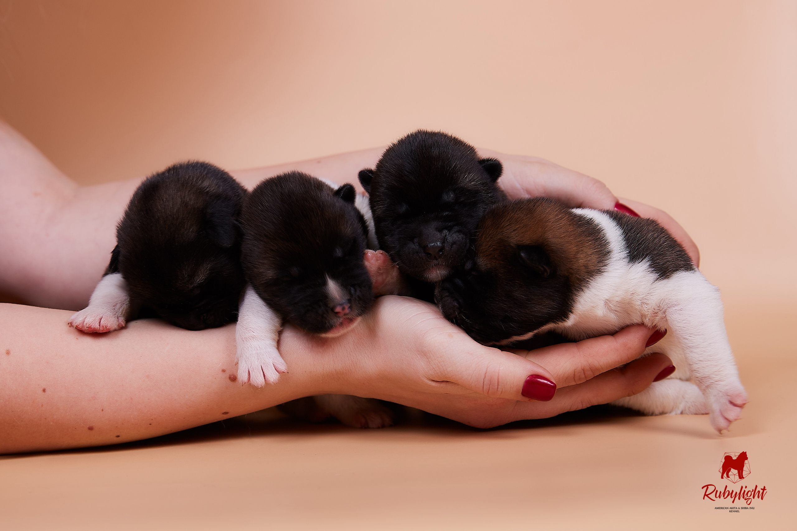 Щенки американской акиты в Санкт-Петербурге, Питомник Рубилайт Rubylight kennel 
Отец: IMAGINE DRAGON (Ruthdales Makin A Statement & Dancing Queen) 
Мать: INFINIT HAPPY (Restyl-ing Paradise Sander & Airish Cream)  