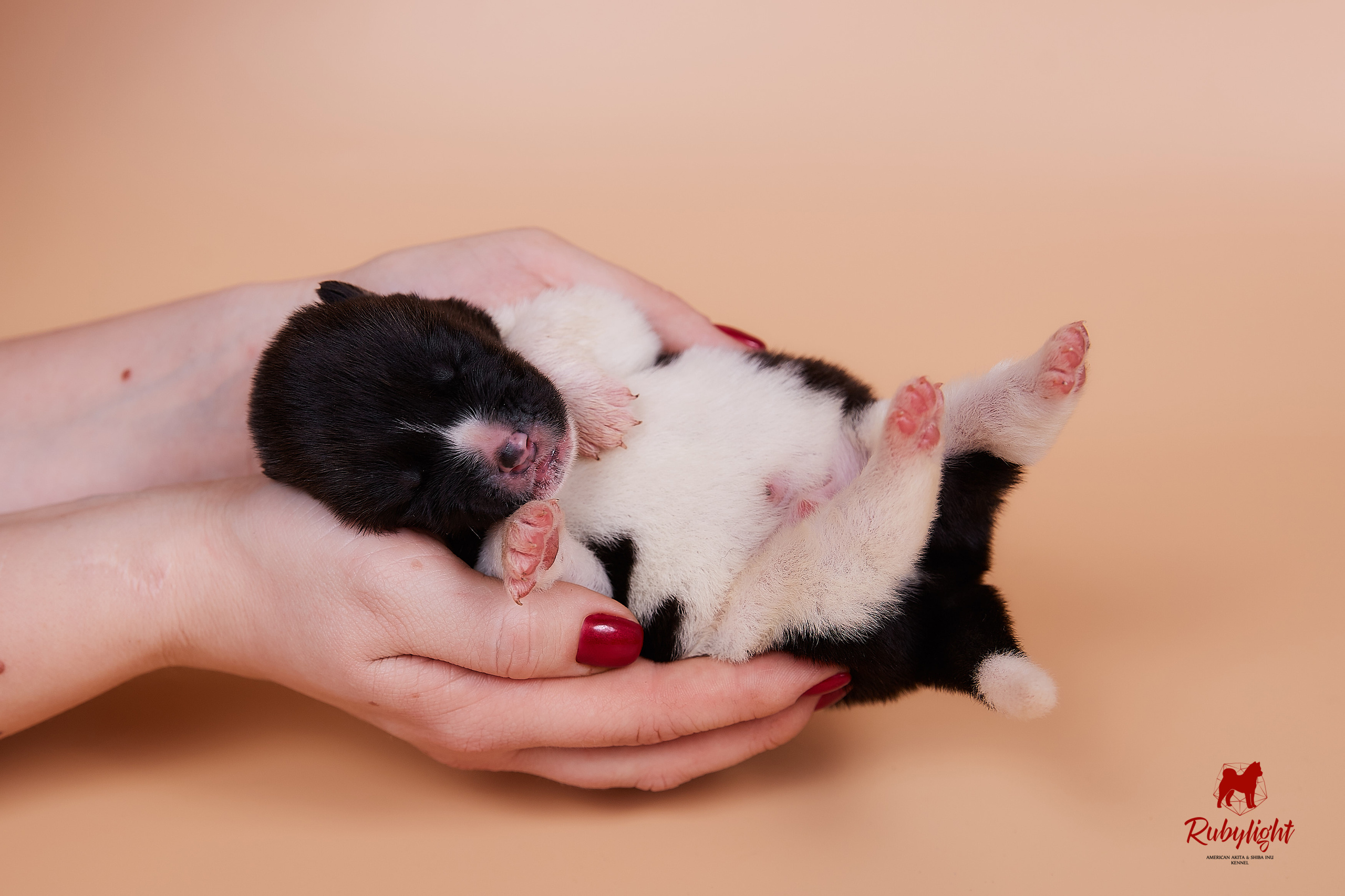 Щенки американской акиты в Санкт-Петербурге, Питомник Рубилайт Rubylight kennel 
Отец: IMAGINE DRAGON (Ruthdales Makin A Statement & Dancing Queen) 
Мать: INFINIT HAPPY (Restyl-ing Paradise Sander & Airish Cream)  