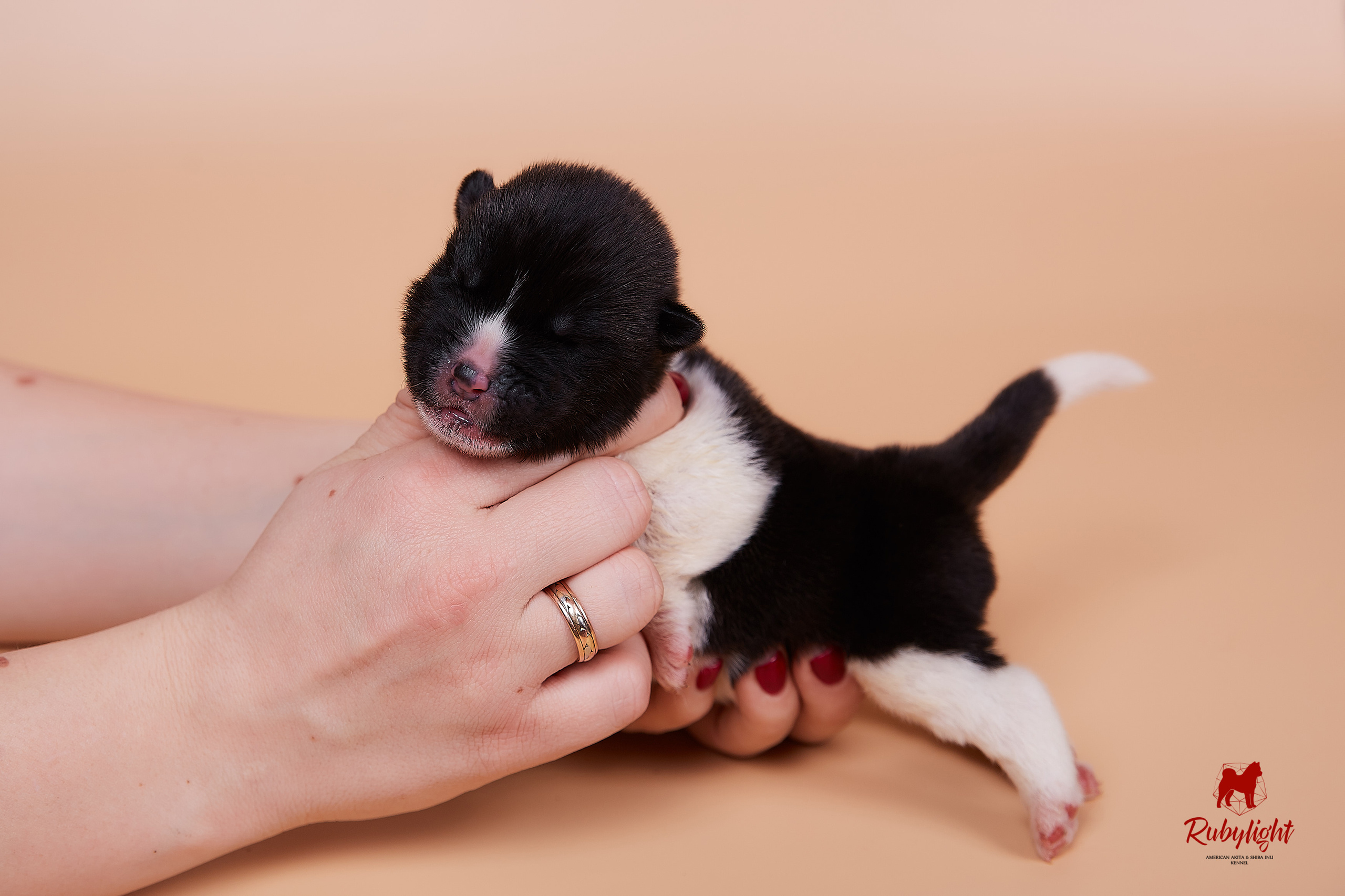 Щенки американской акиты в Санкт-Петербурге, Питомник Рубилайт Rubylight kennel 
Отец: IMAGINE DRAGON (Ruthdales Makin A Statement & Dancing Queen) 
Мать: INFINIT HAPPY (Restyl-ing Paradise Sander & Airish Cream)  