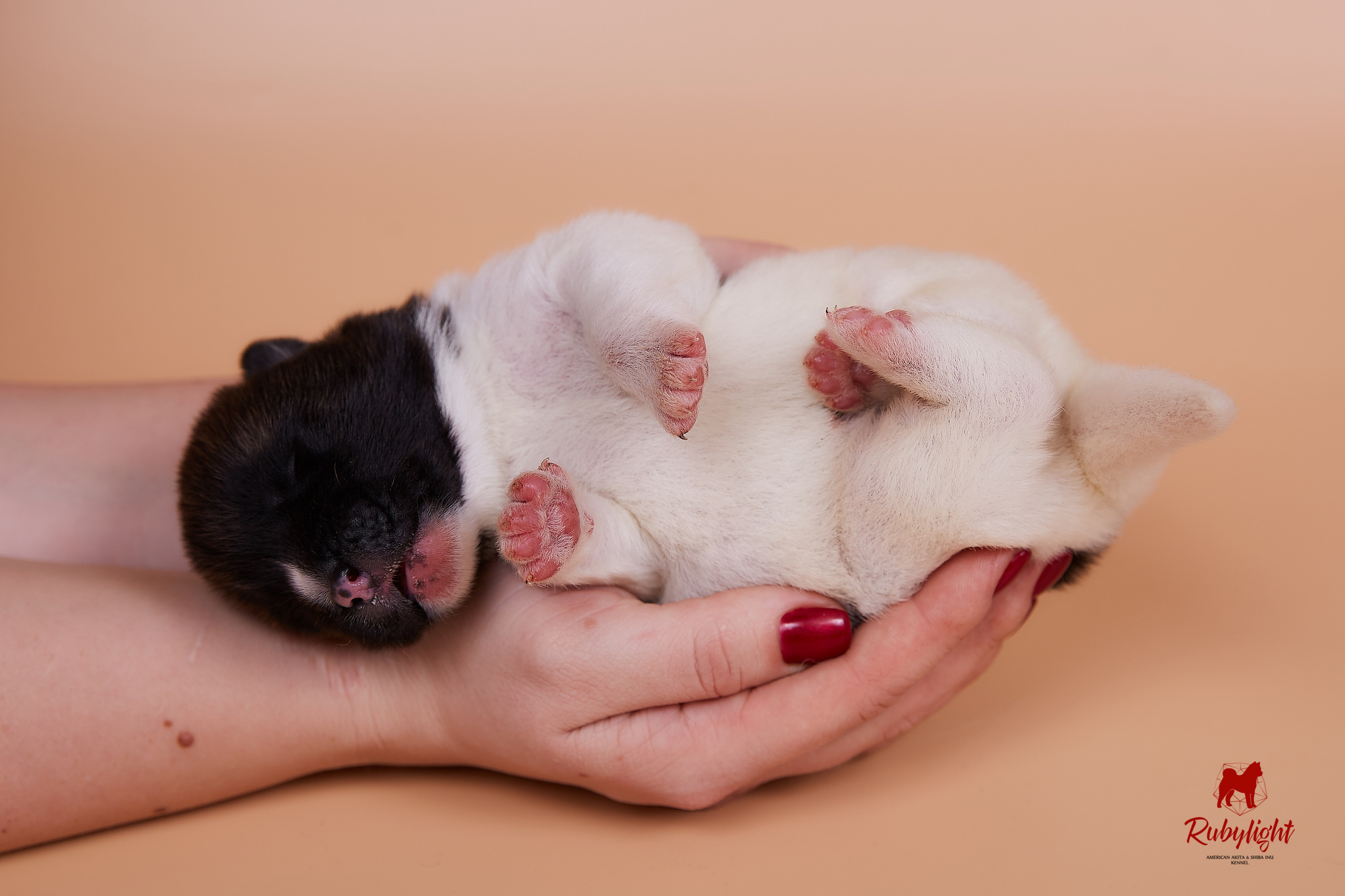 Щенки американской акиты в Санкт-Петербурге, Питомник Рубилайт Rubylight kennel 
Отец: IMAGINE DRAGON (Ruthdales Makin A Statement & Dancing Queen) 
Мать: INFINIT HAPPY (Restyl-ing Paradise Sander & Airish Cream)  