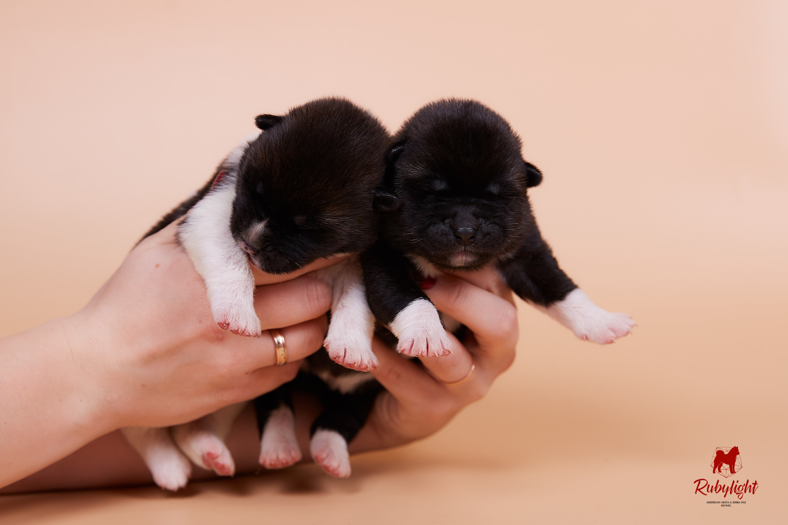 Щенки американской акиты в Санкт-Петербурге, Питомник Рубилайт Rubylight kennel 
Отец: IMAGINE DRAGON (Ruthdales Makin A Statement & Dancing Queen) 
Мать: INFINIT HAPPY (Restyl-ing Paradise Sander & Airish Cream)  