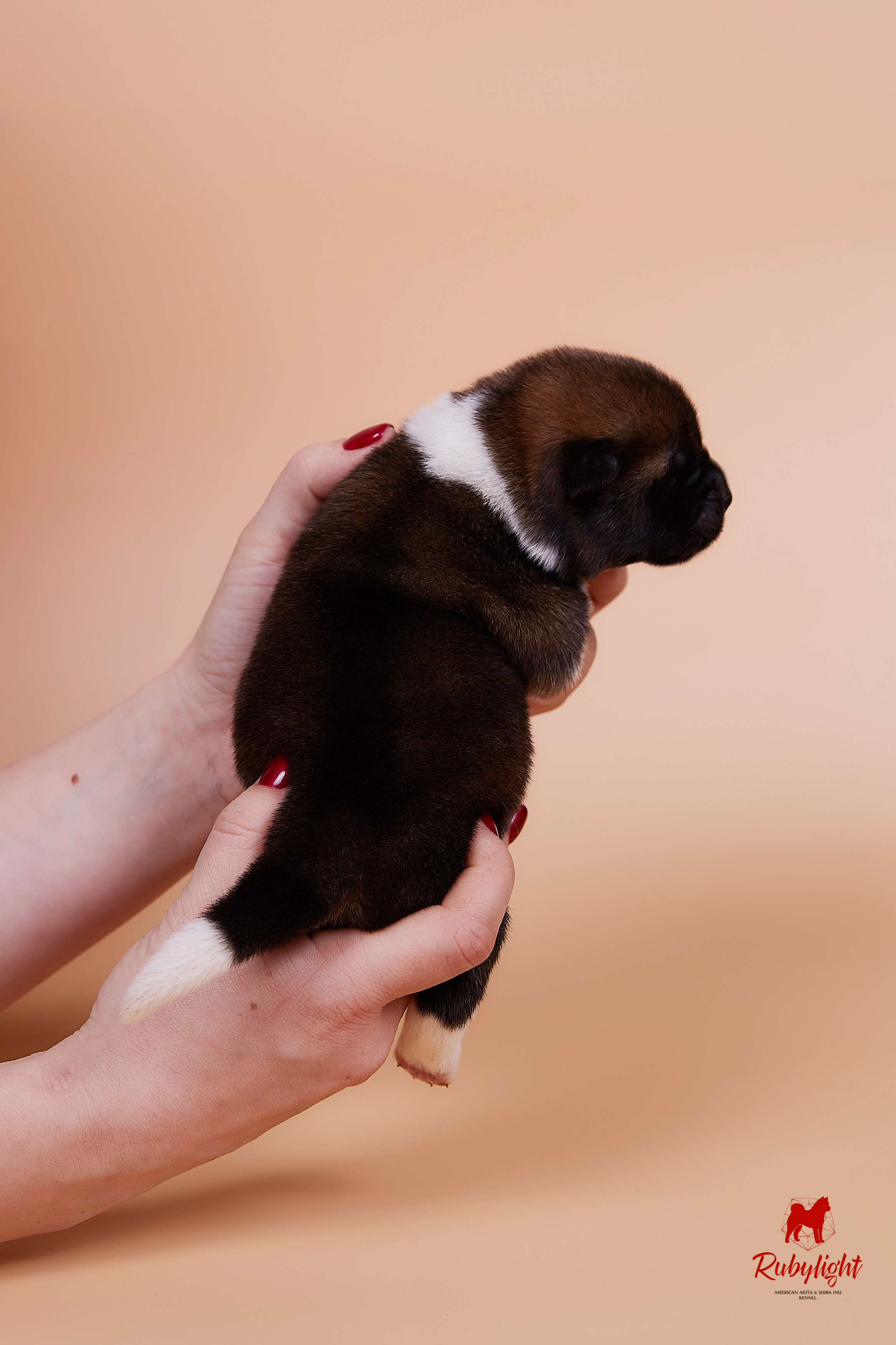 Щенки американской акиты в Санкт-Петербурге, Питомник Рубилайт Rubylight kennel 
Отец: IMAGINE DRAGON (Ruthdales Makin A Statement & Dancing Queen) 
Мать: INFINIT HAPPY (Restyl-ing Paradise Sander & Airish Cream)  